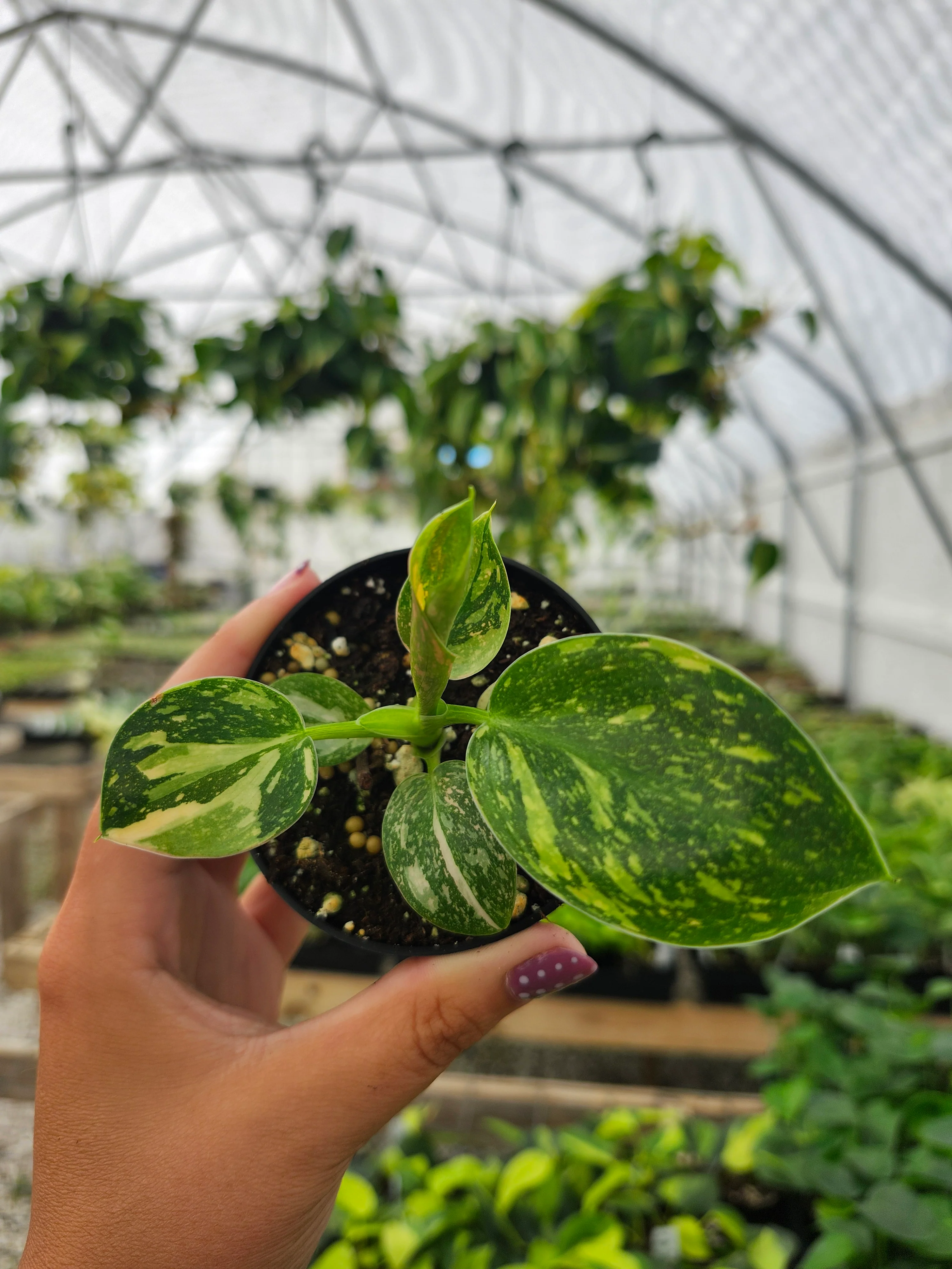 Philodendron Green Congo Nuclear - Image 2