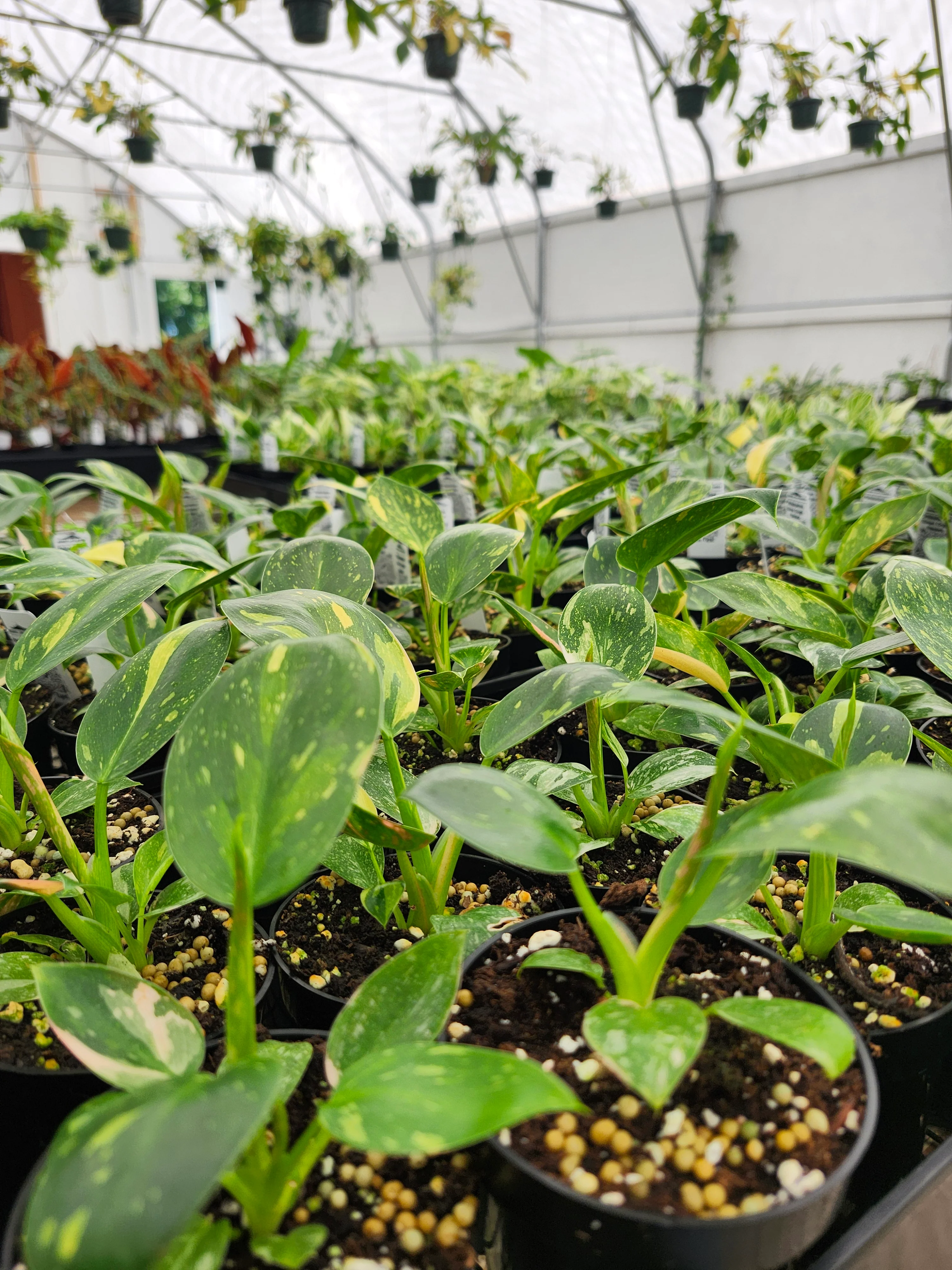 Philodendron Green Congo Nuclear - Image 3