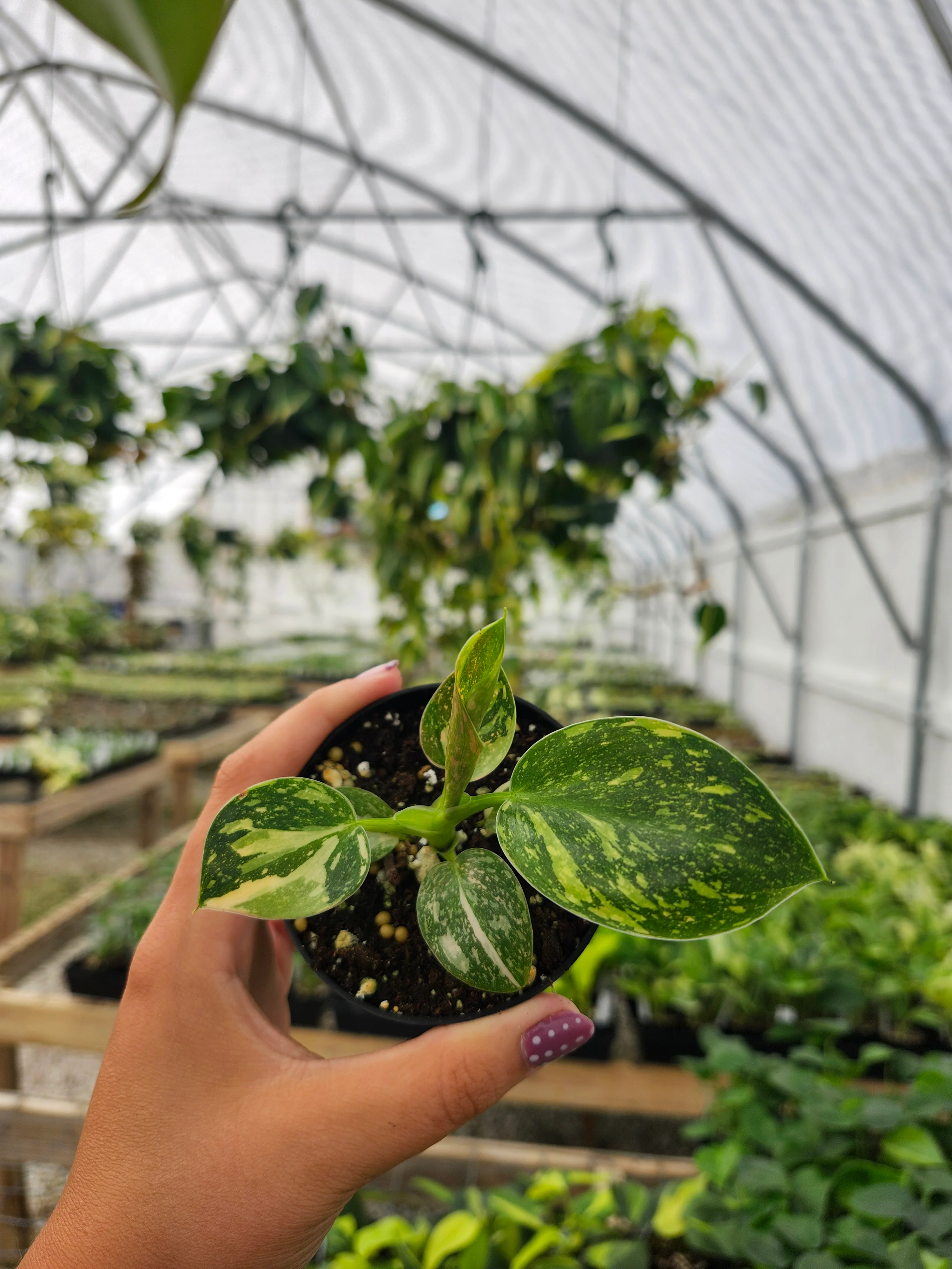 Philodendron Green Congo Nuclear - Image 4