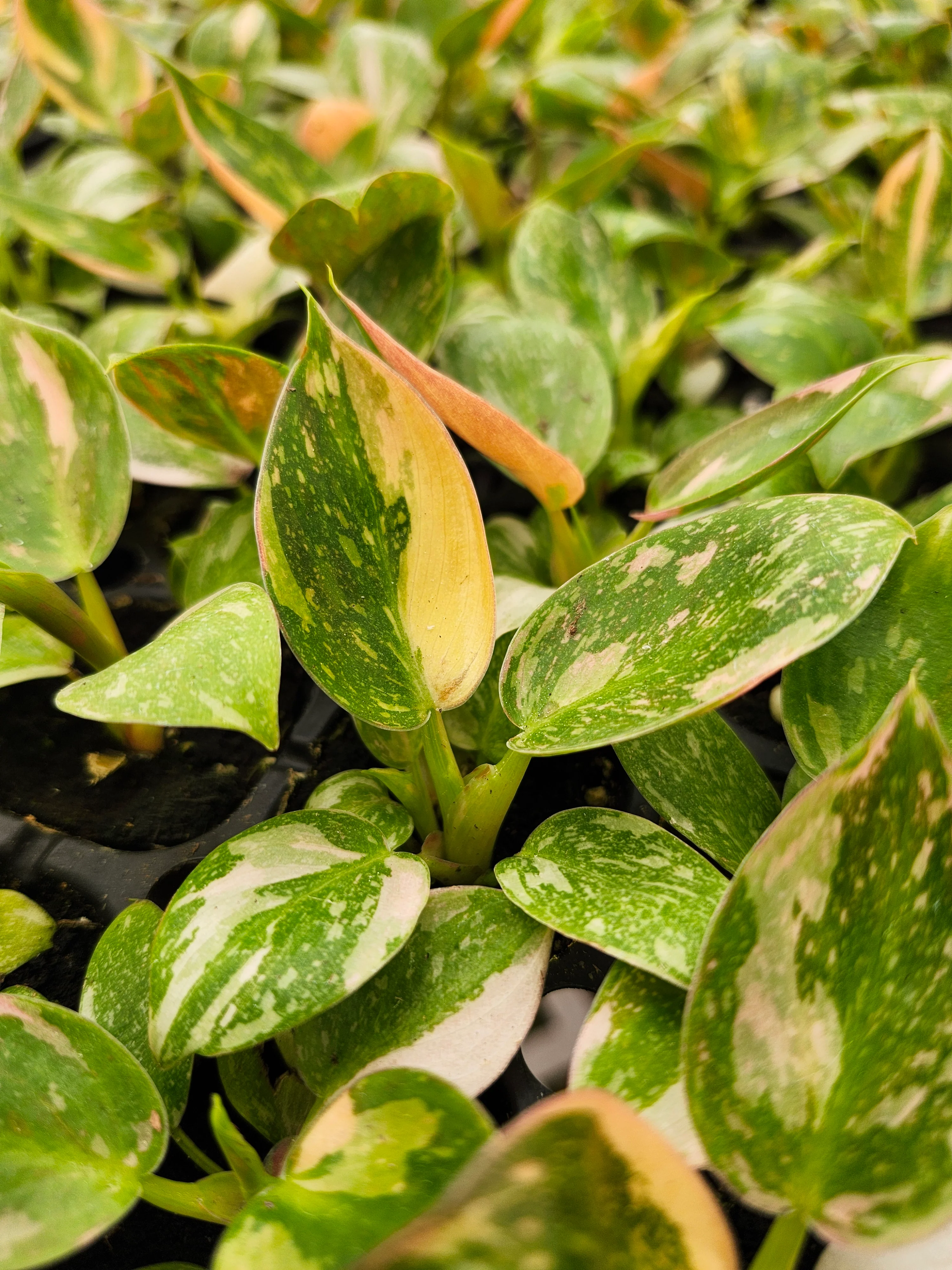 Philodendron Green Congo Nuclear - Image 5