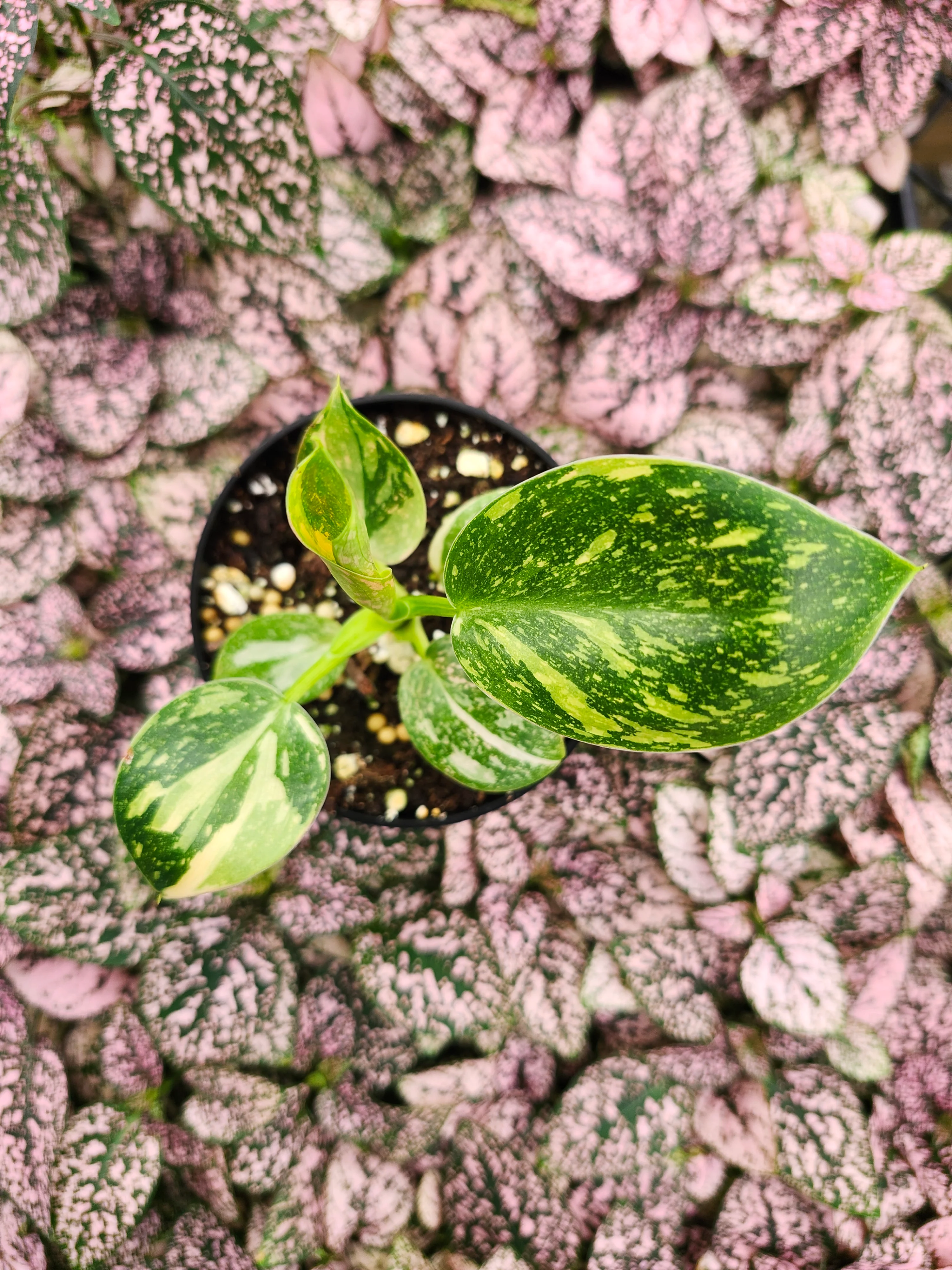 Philodendron Green Congo Nuclear - Image 6