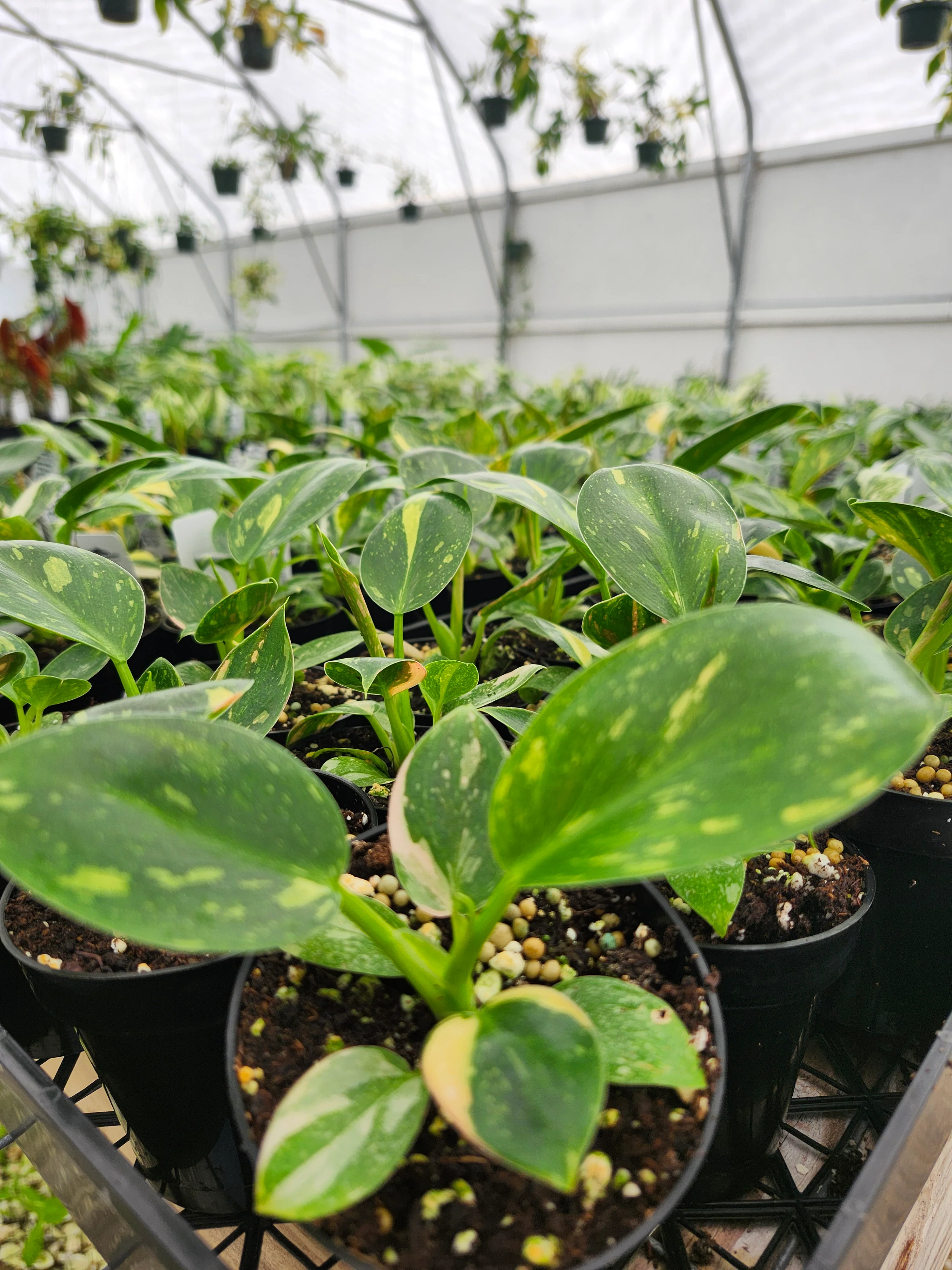 Philodendron Green Congo Nuclear - Image 8