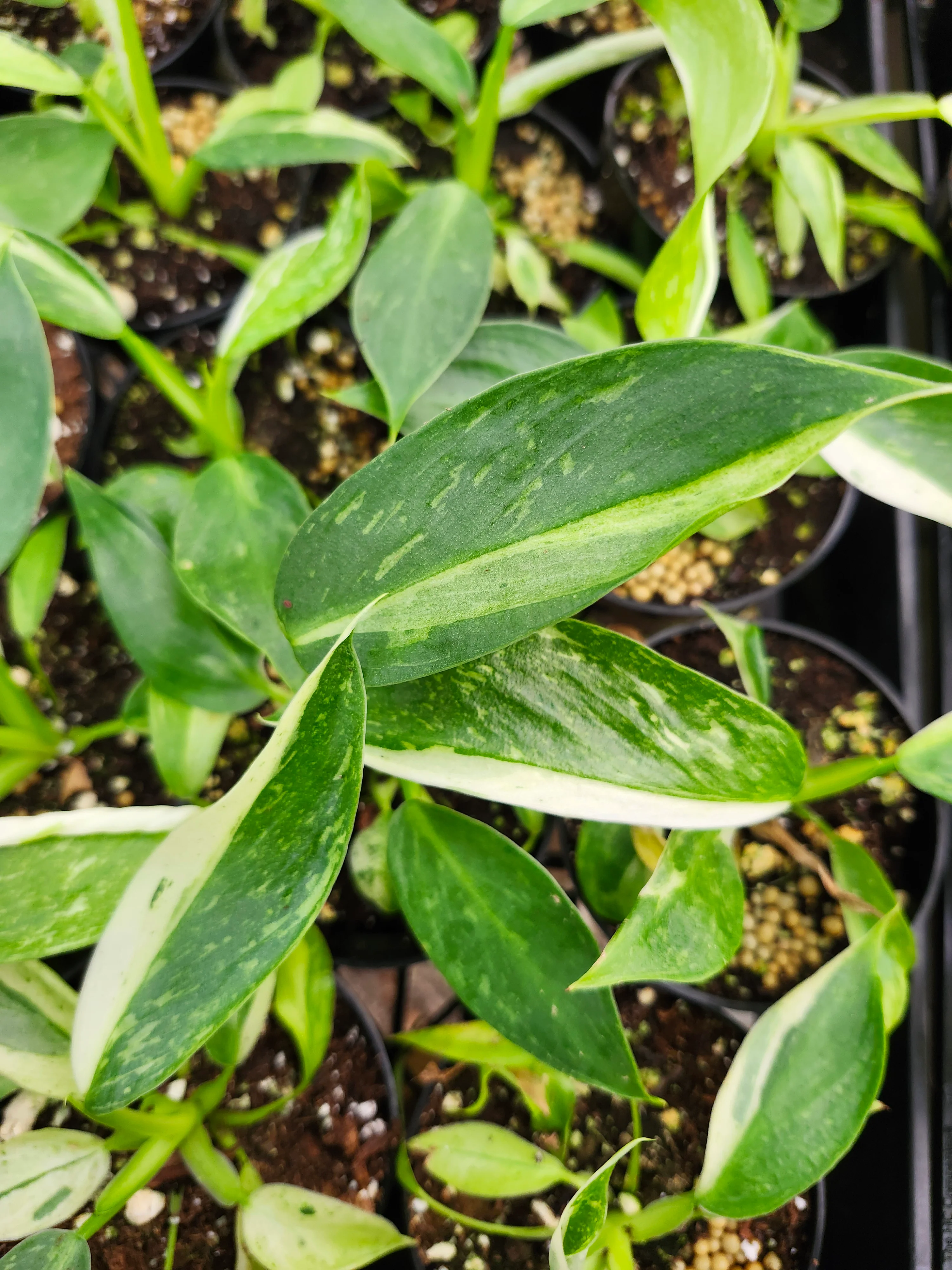 Philodendron Jose Buono - Image 3