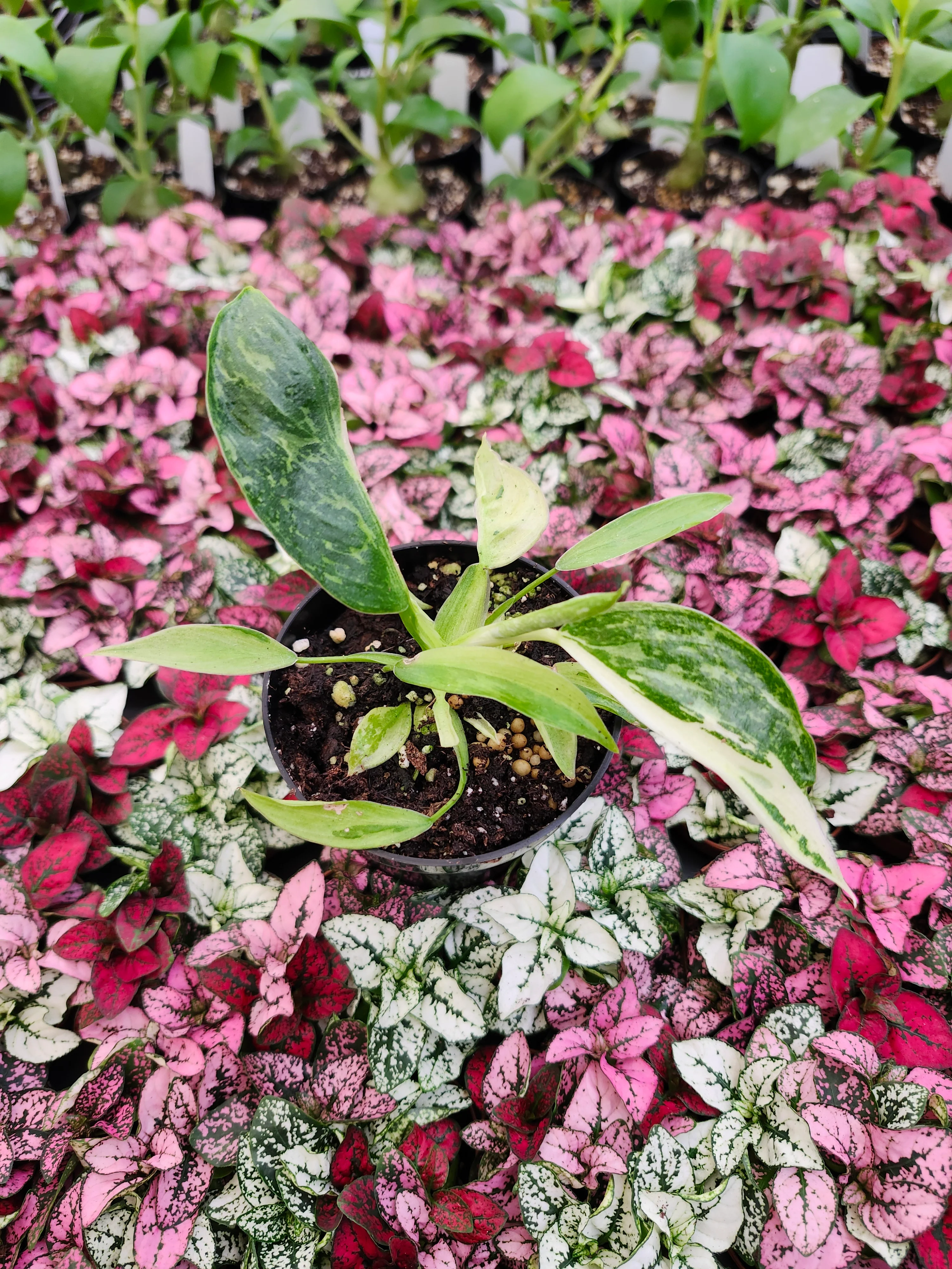 Philodendron Jose Buono - Image 4
