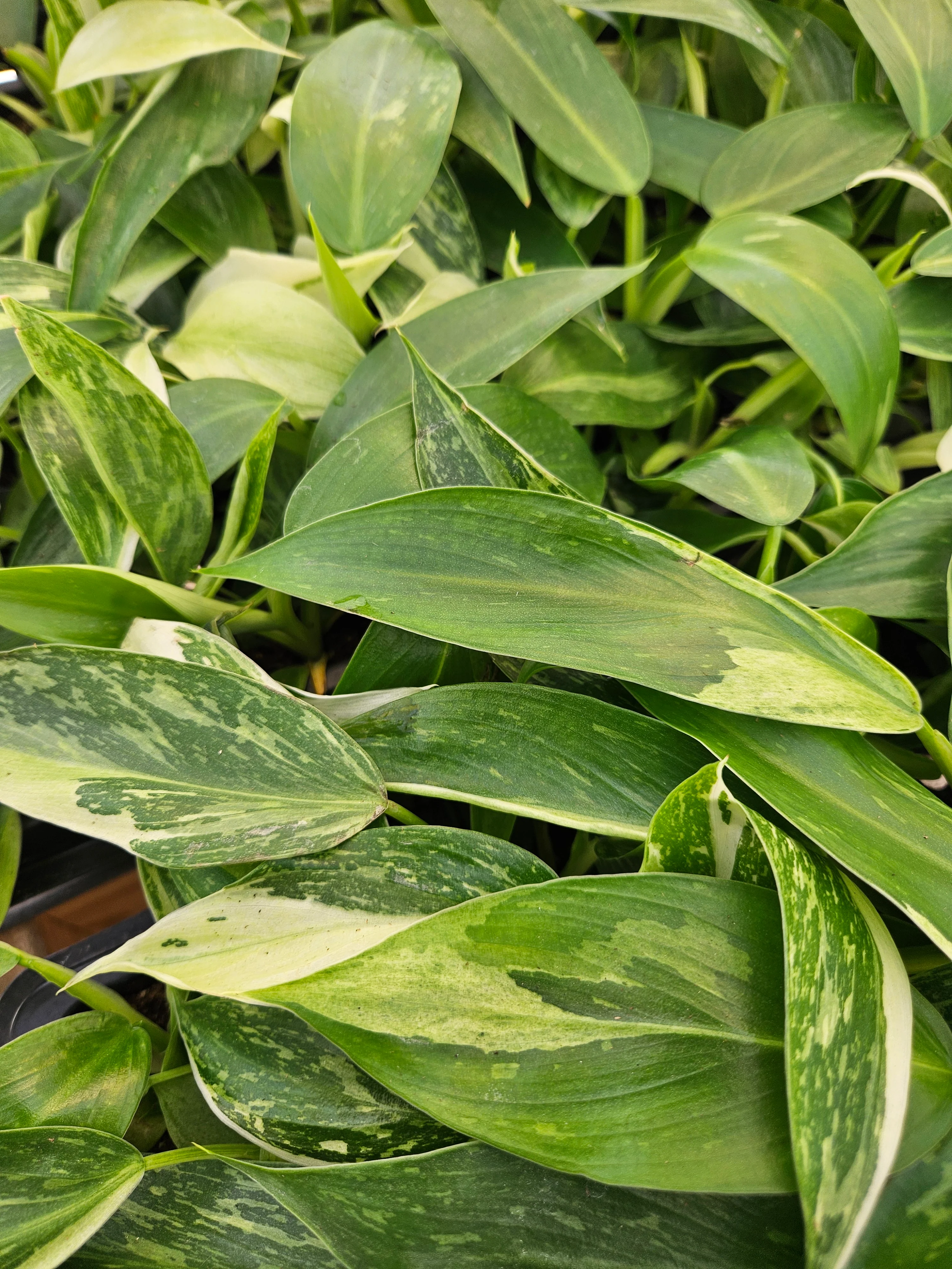 Philodendron Jose Buono - Image 5