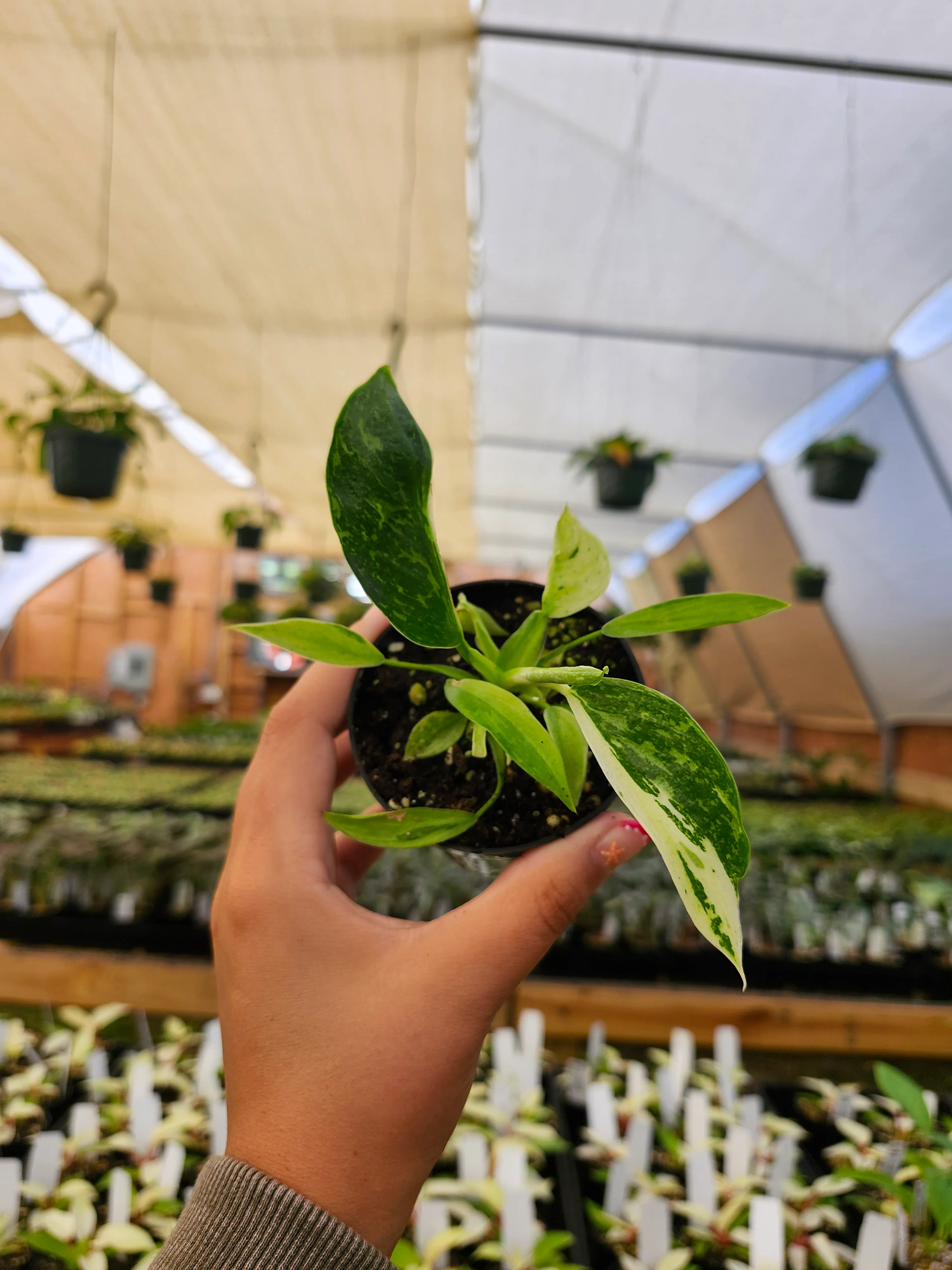 Philodendron Jose Buono - Image 6