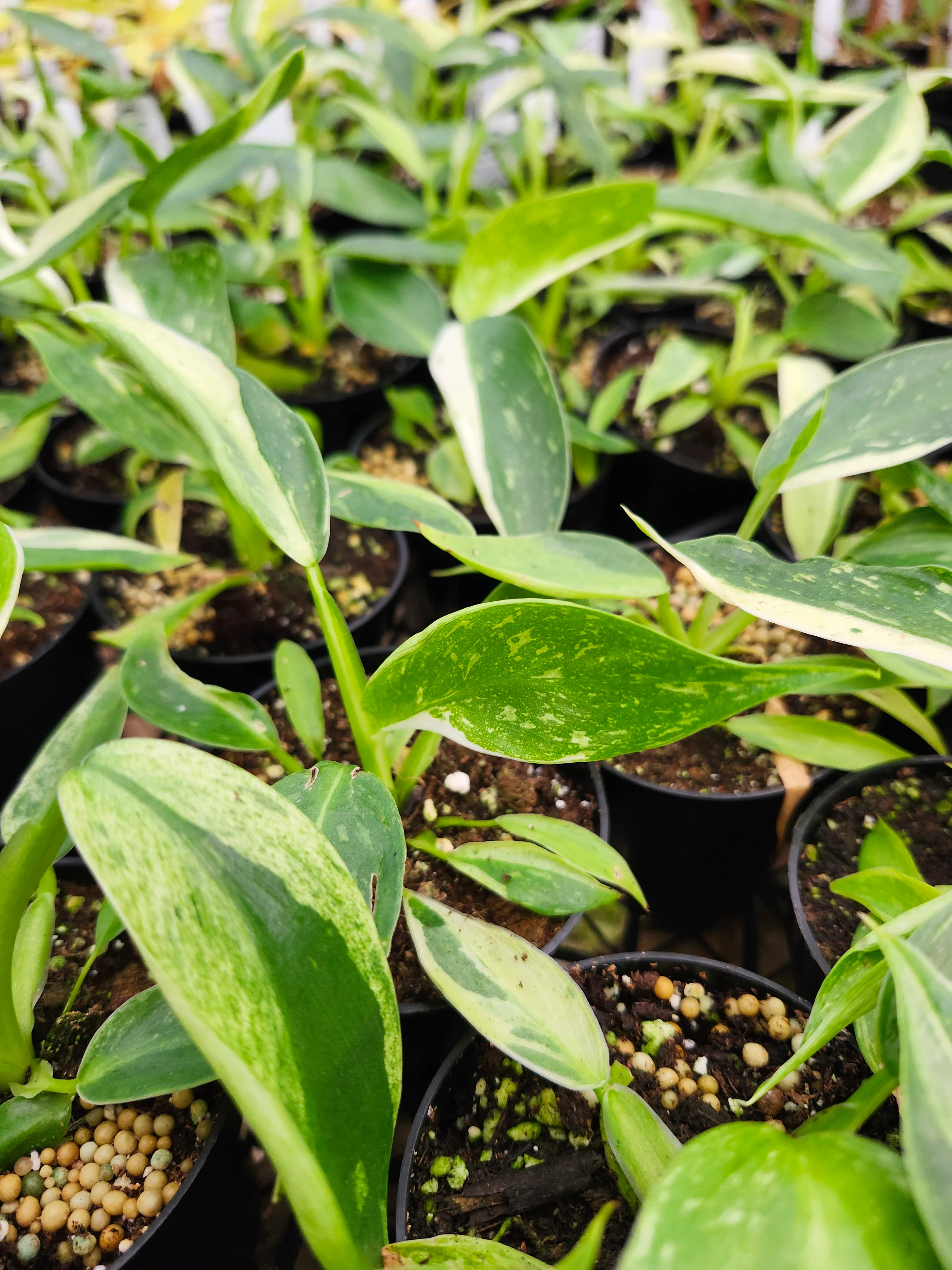 Philodendron Jose Buono - Image 7