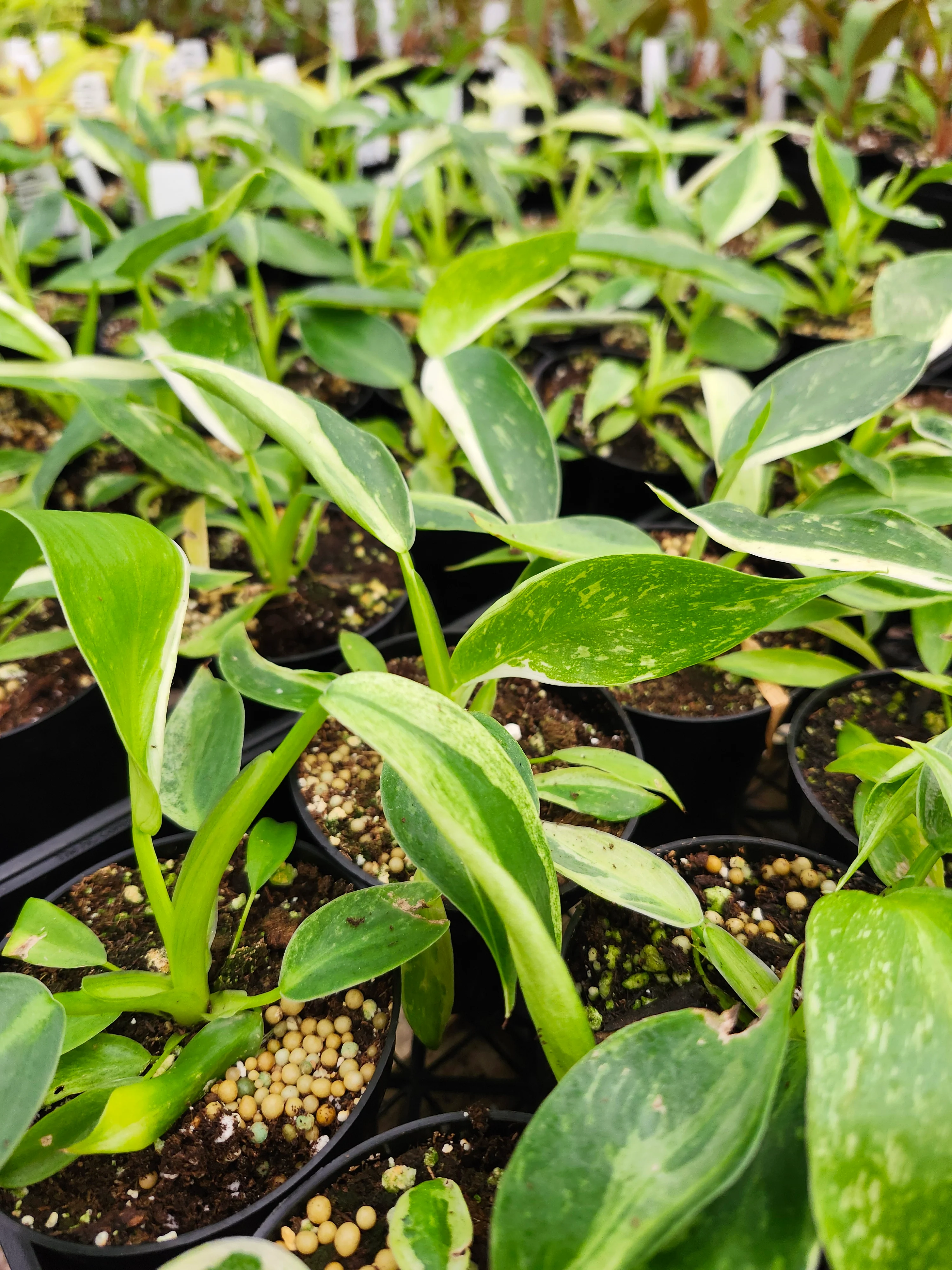 Philodendron Jose Buono - Image 8