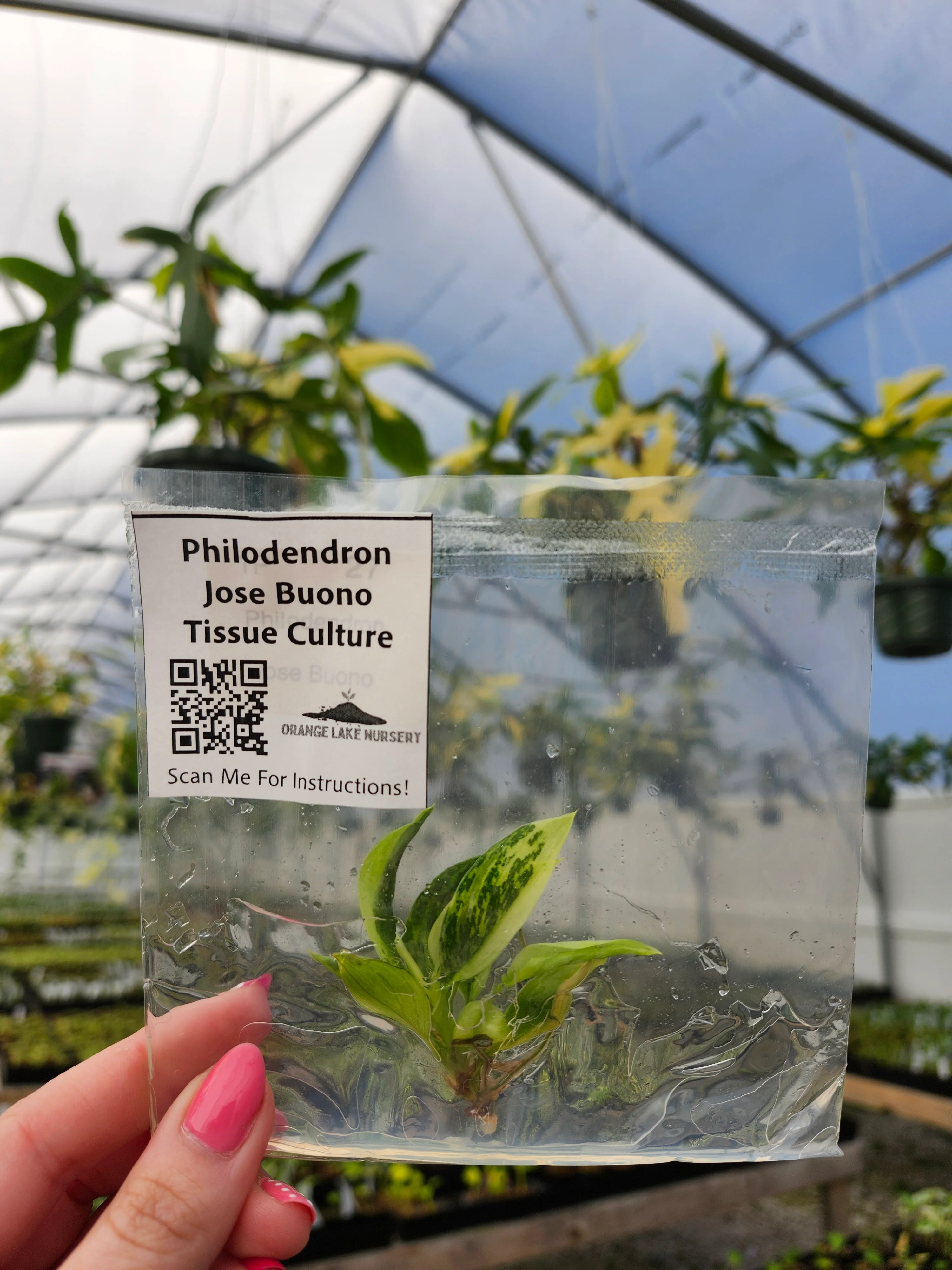 Philodendron Jose Buono Tissue Culture