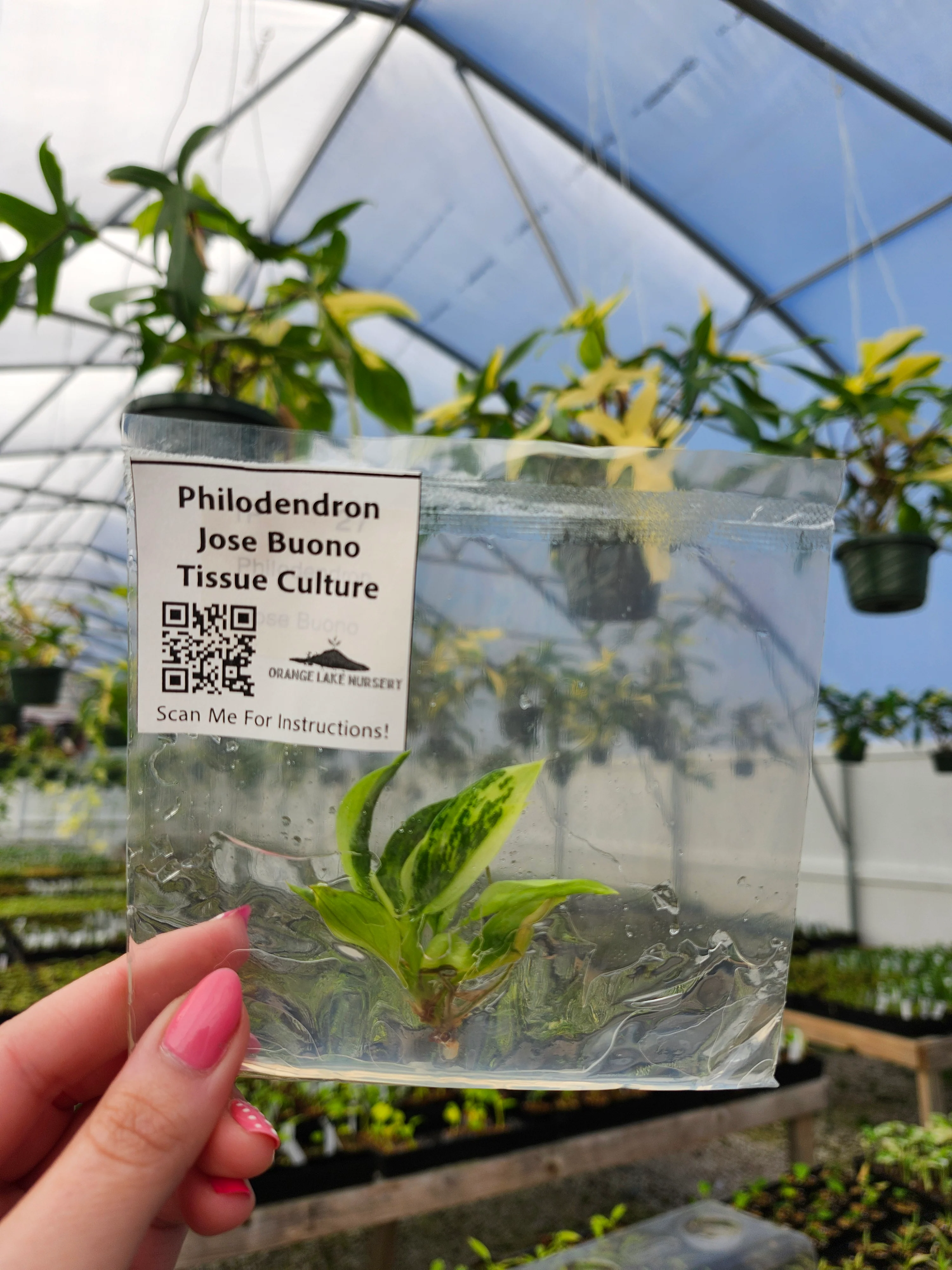 Philodendron Jose Buono Tissue Culture - Image 2