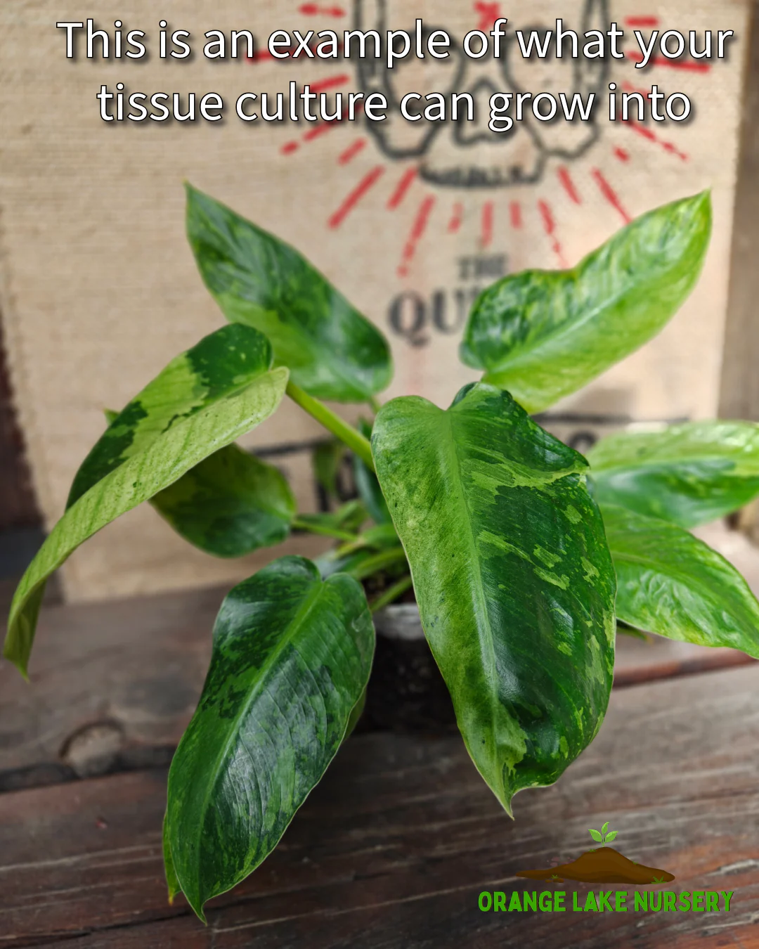 Philodendron Jose Buono Tissue Culture - Image 5