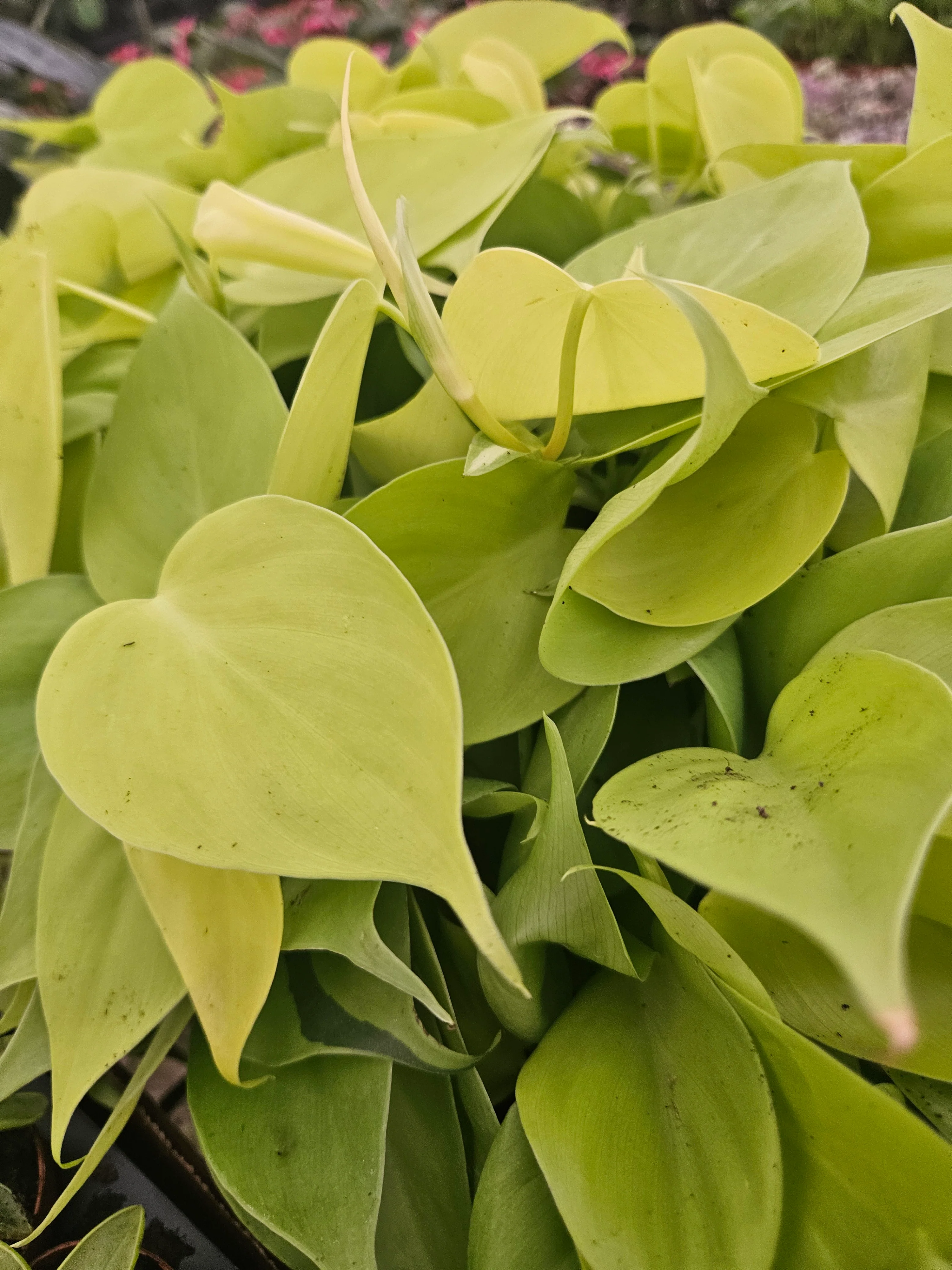 Philodendron Lemon Lime - Image 2