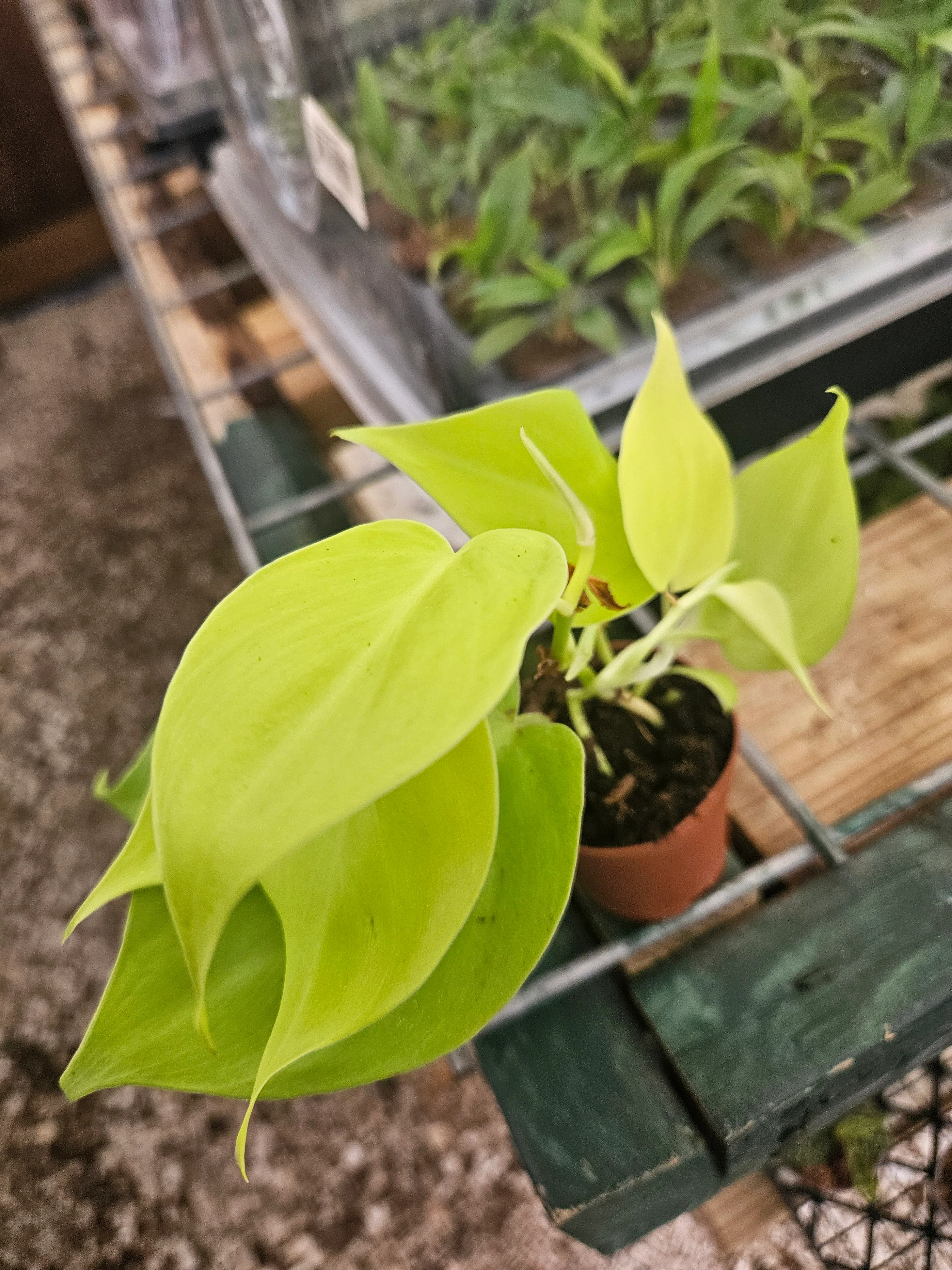 Philodendron Lemon Lime - Image 3