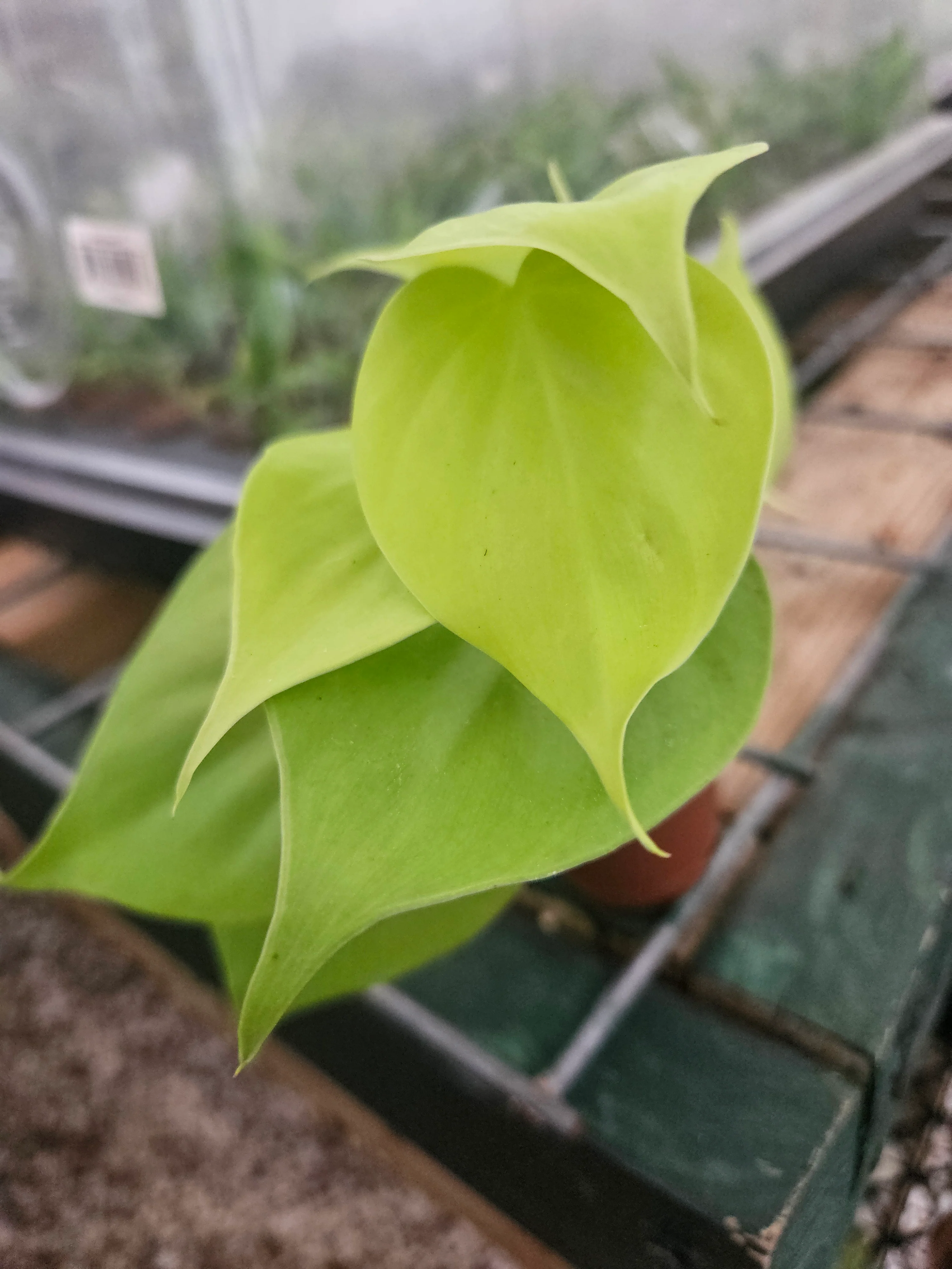 Philodendron Lemon Lime - Image 4