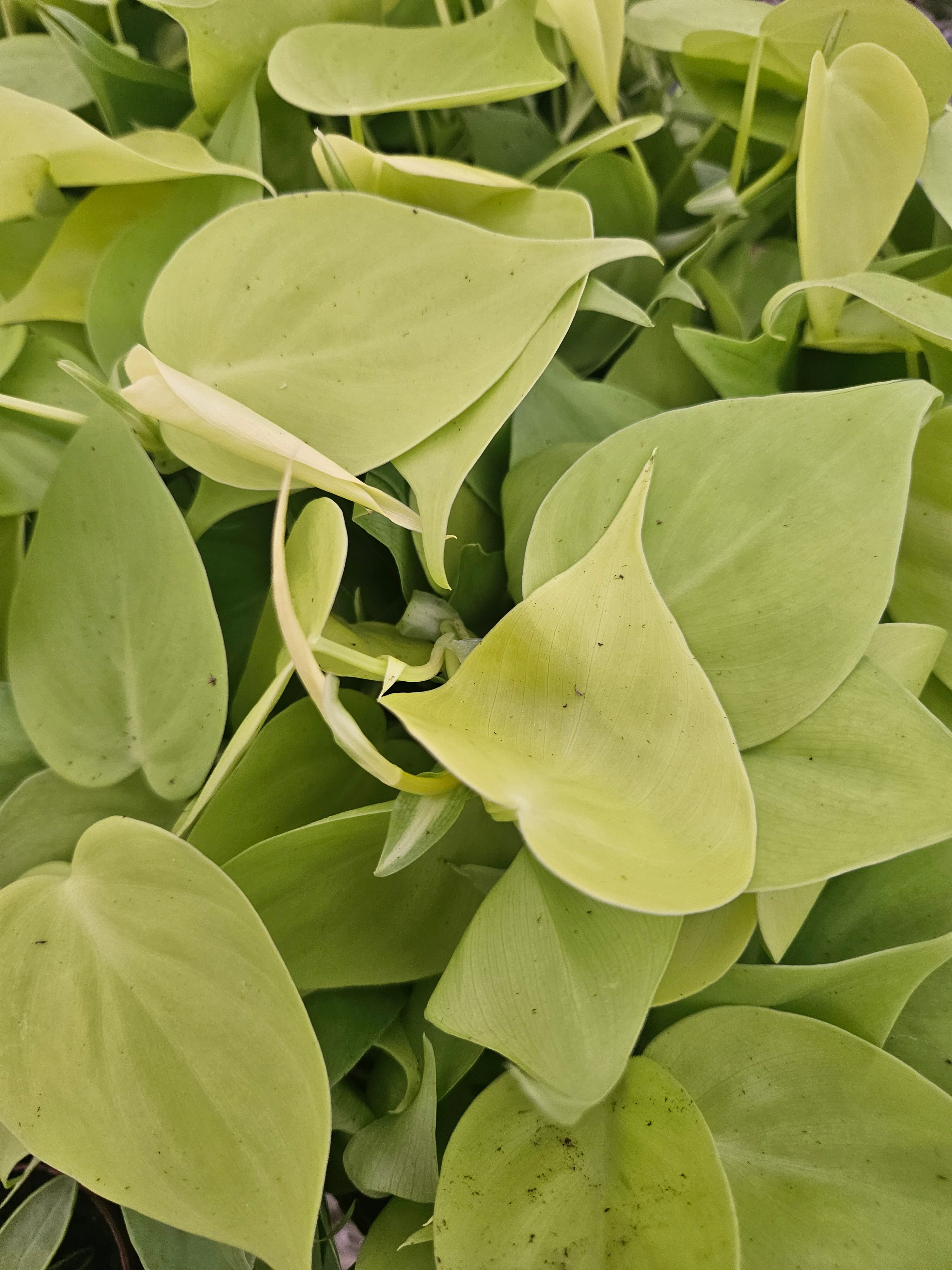 Philodendron Lemon Lime - Image 5
