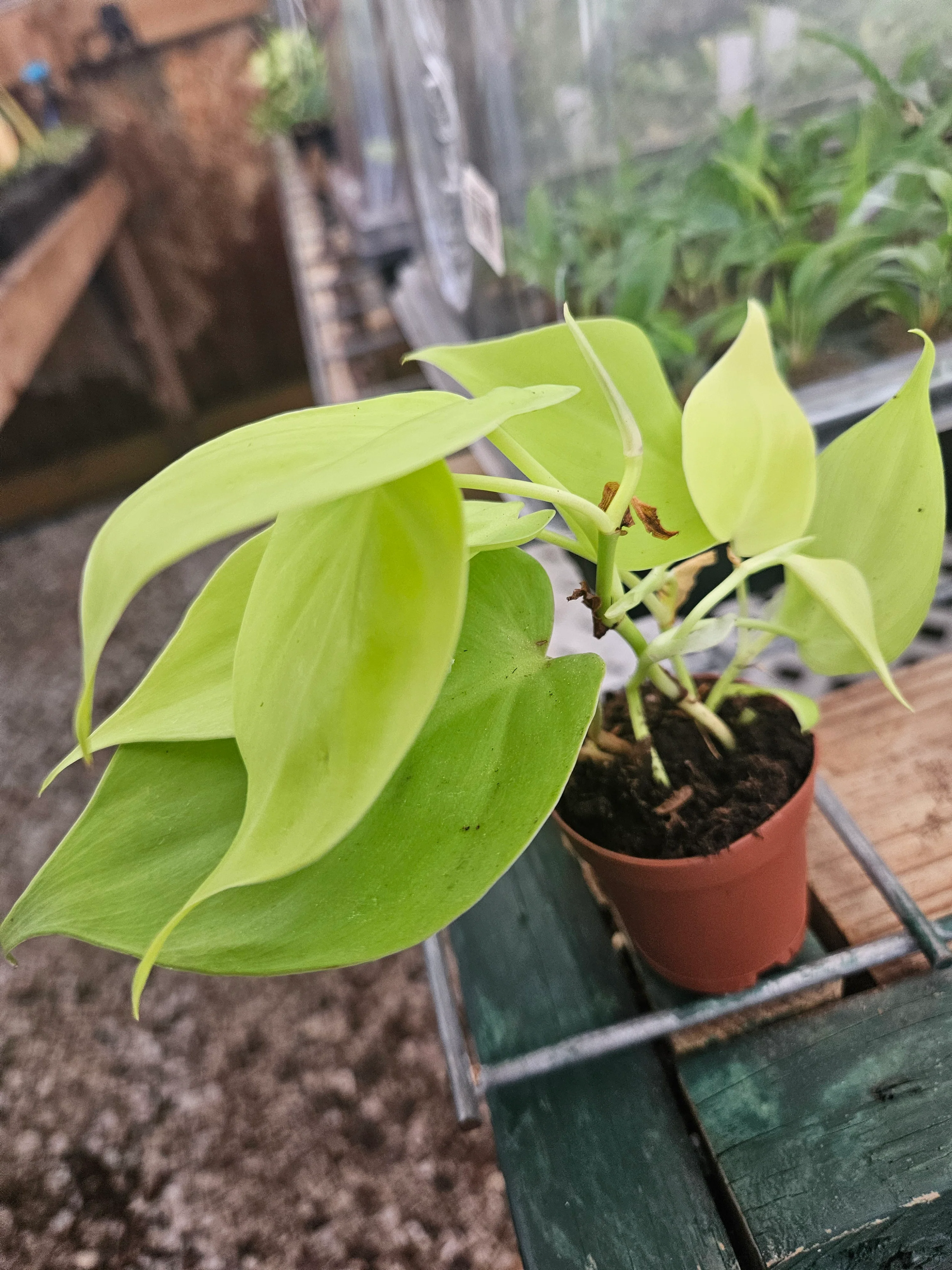 Philodendron Lemon Lime - Image 6