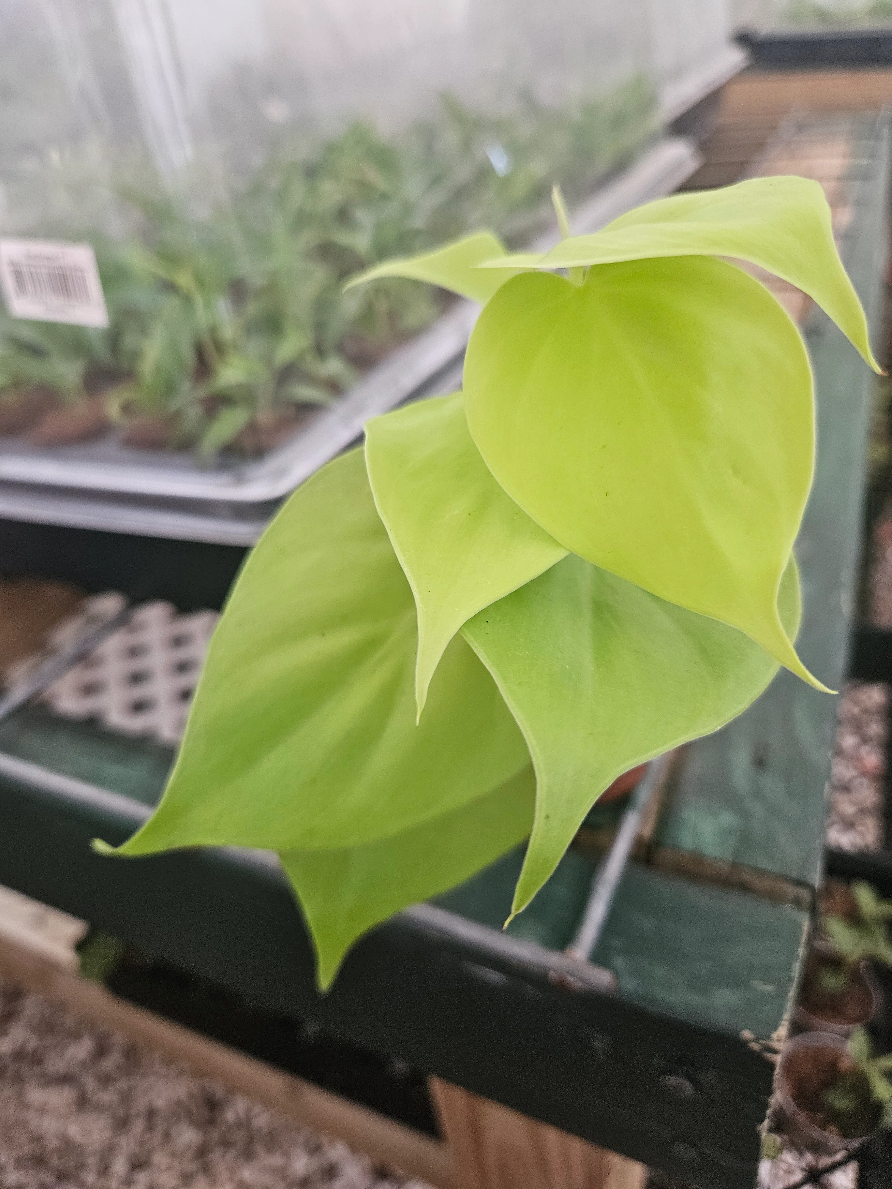 Philodendron Lemon Lime - Image 7