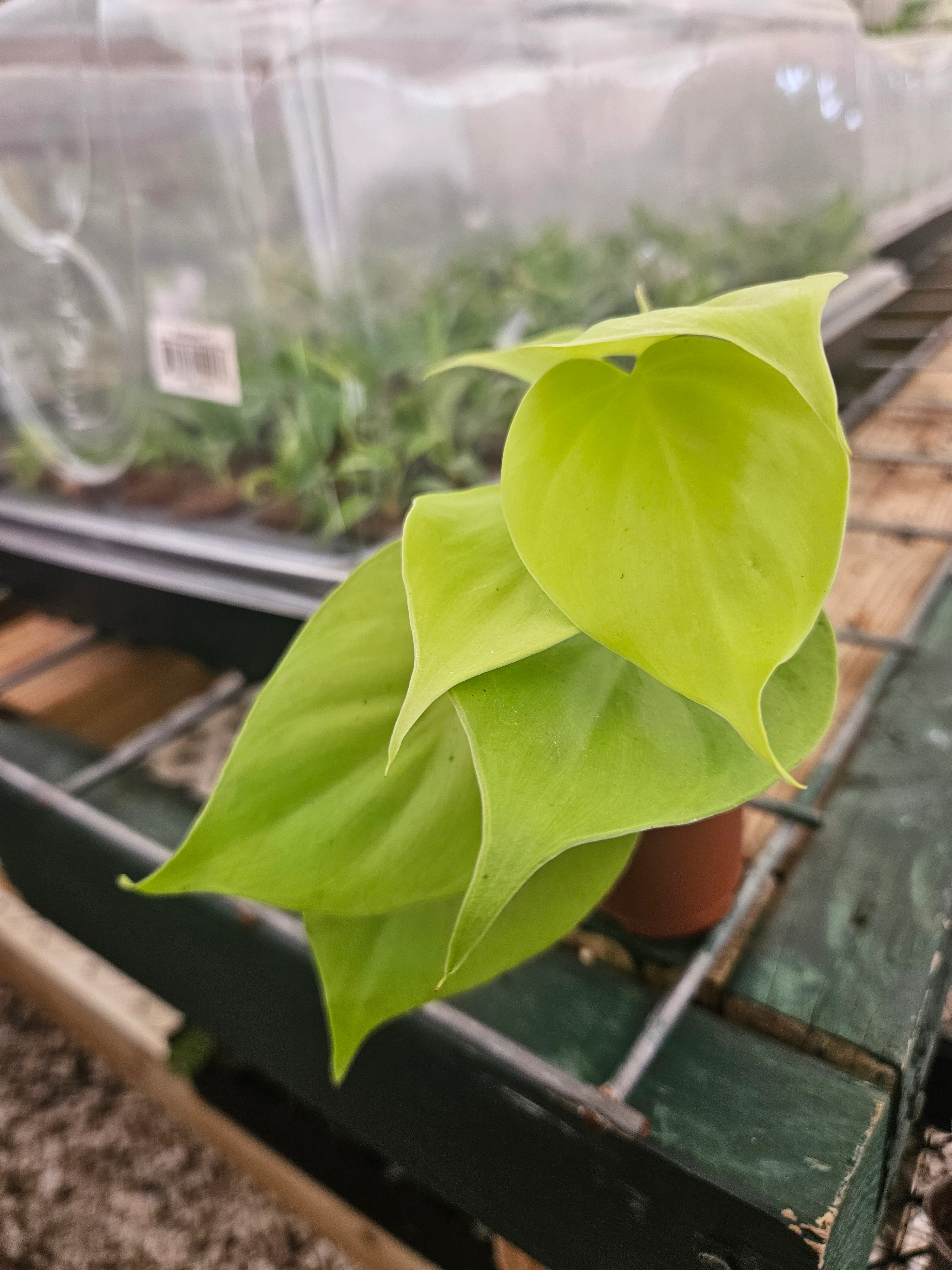 Philodendron Lemon Lime - Image 8