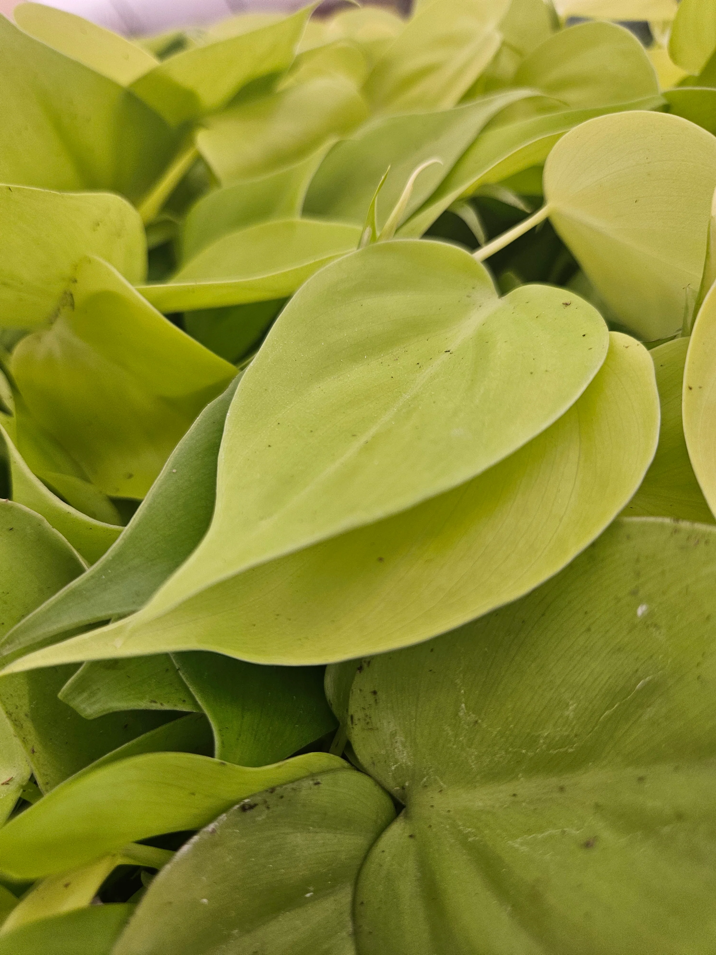 Philodendron Lemon Lime - Image 9