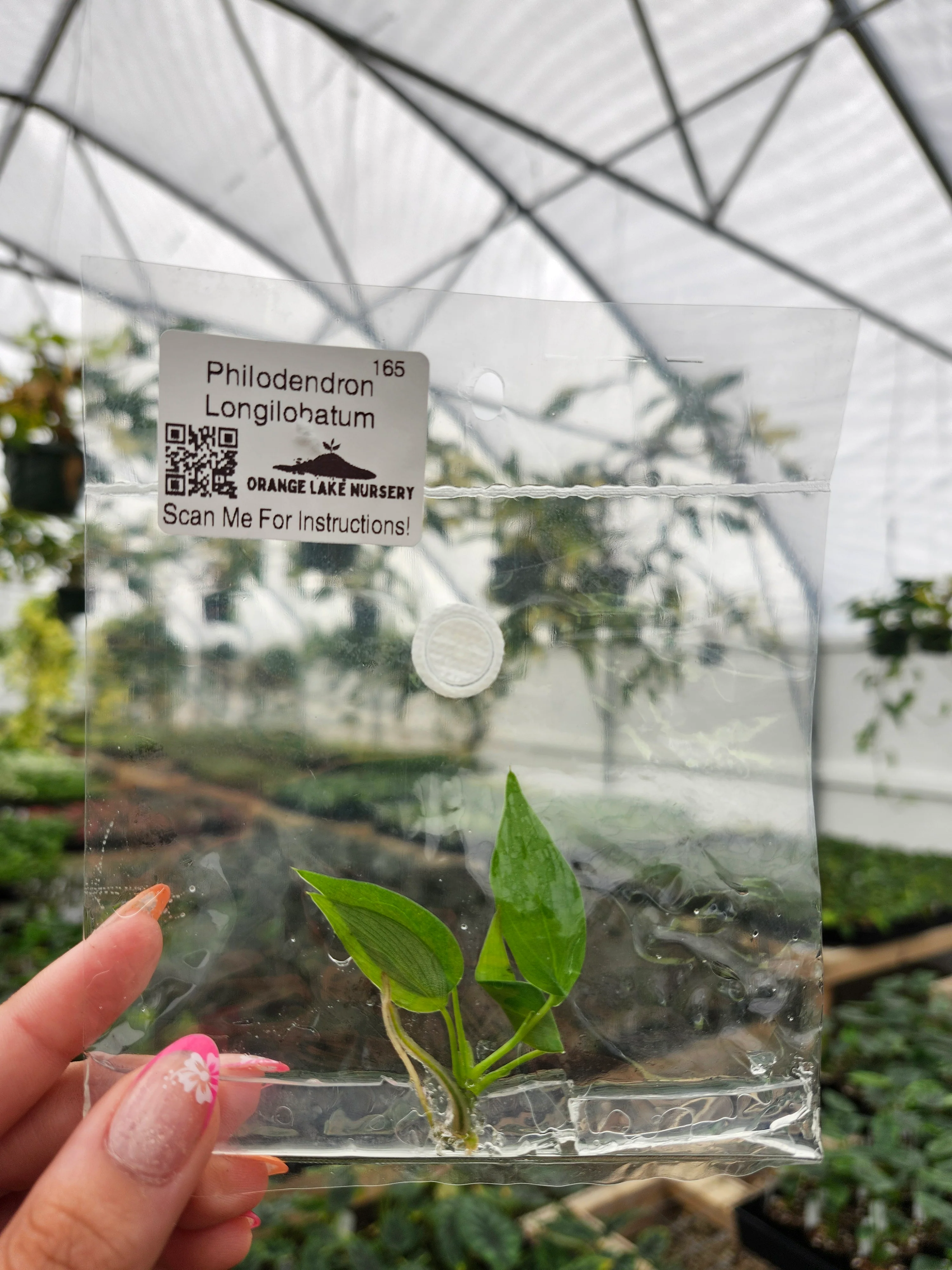 Philodendron Longilobatum Tissue Culture