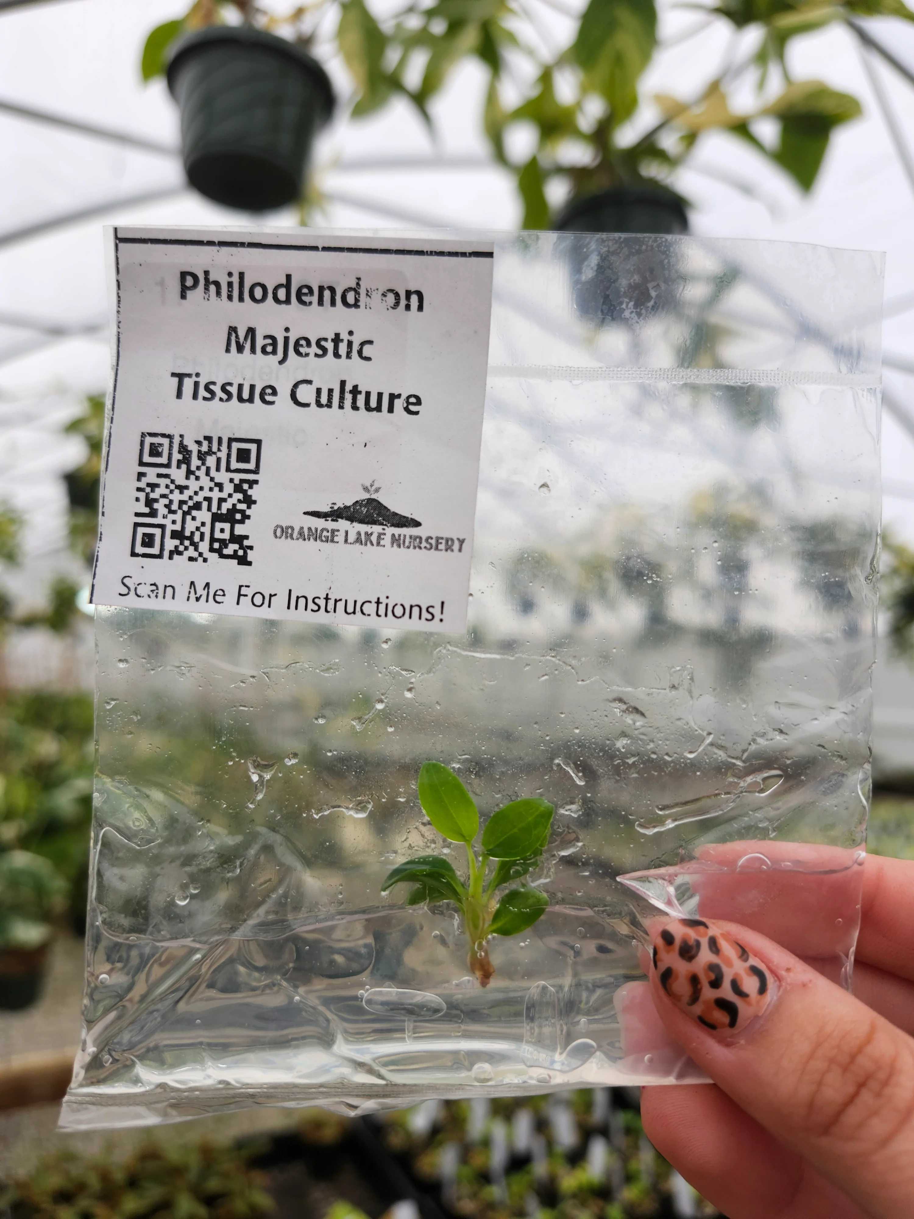 Philodendron Majestic Tissue Culture