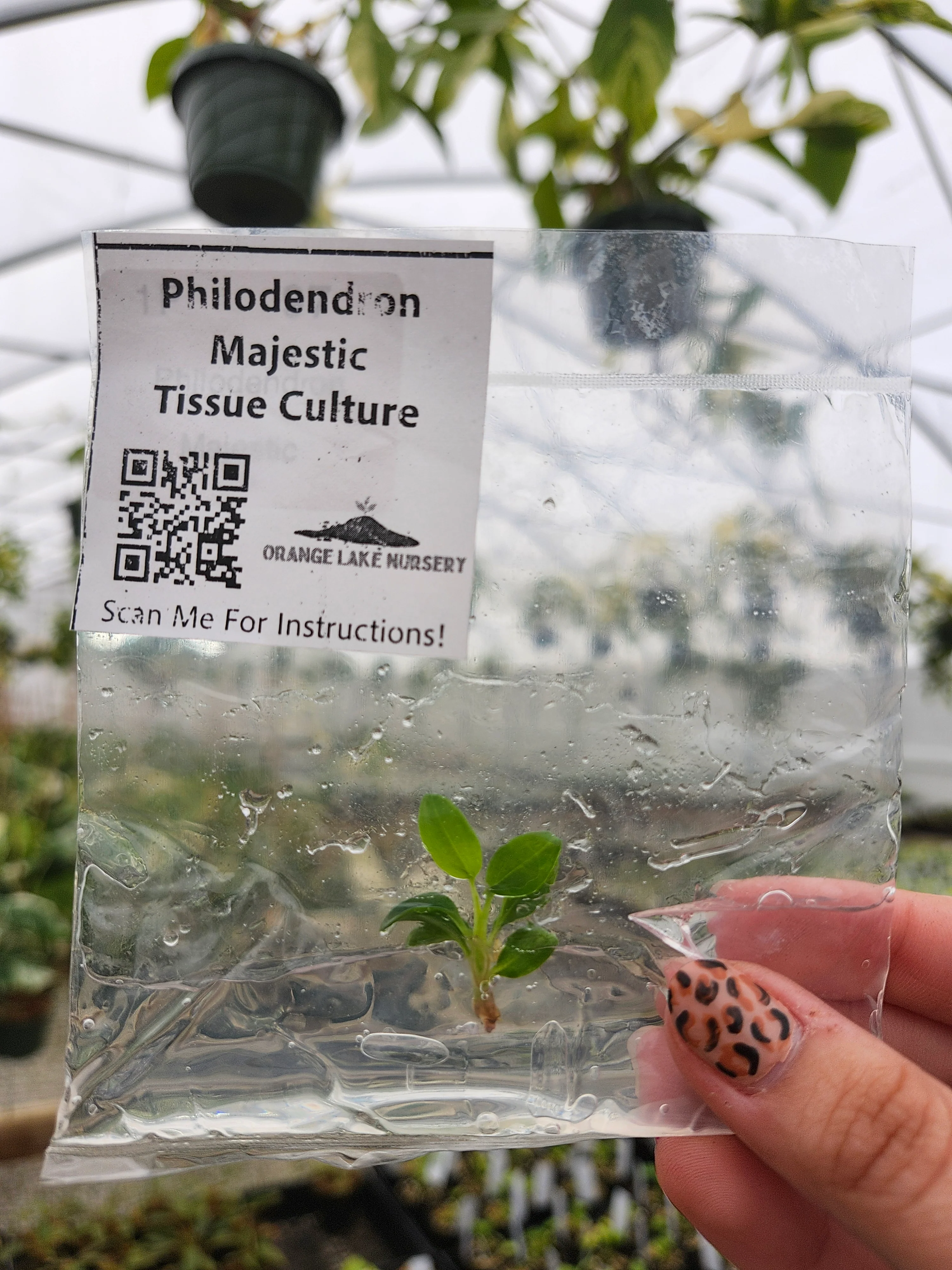 Philodendron Majestic Tissue Culture - Image 2