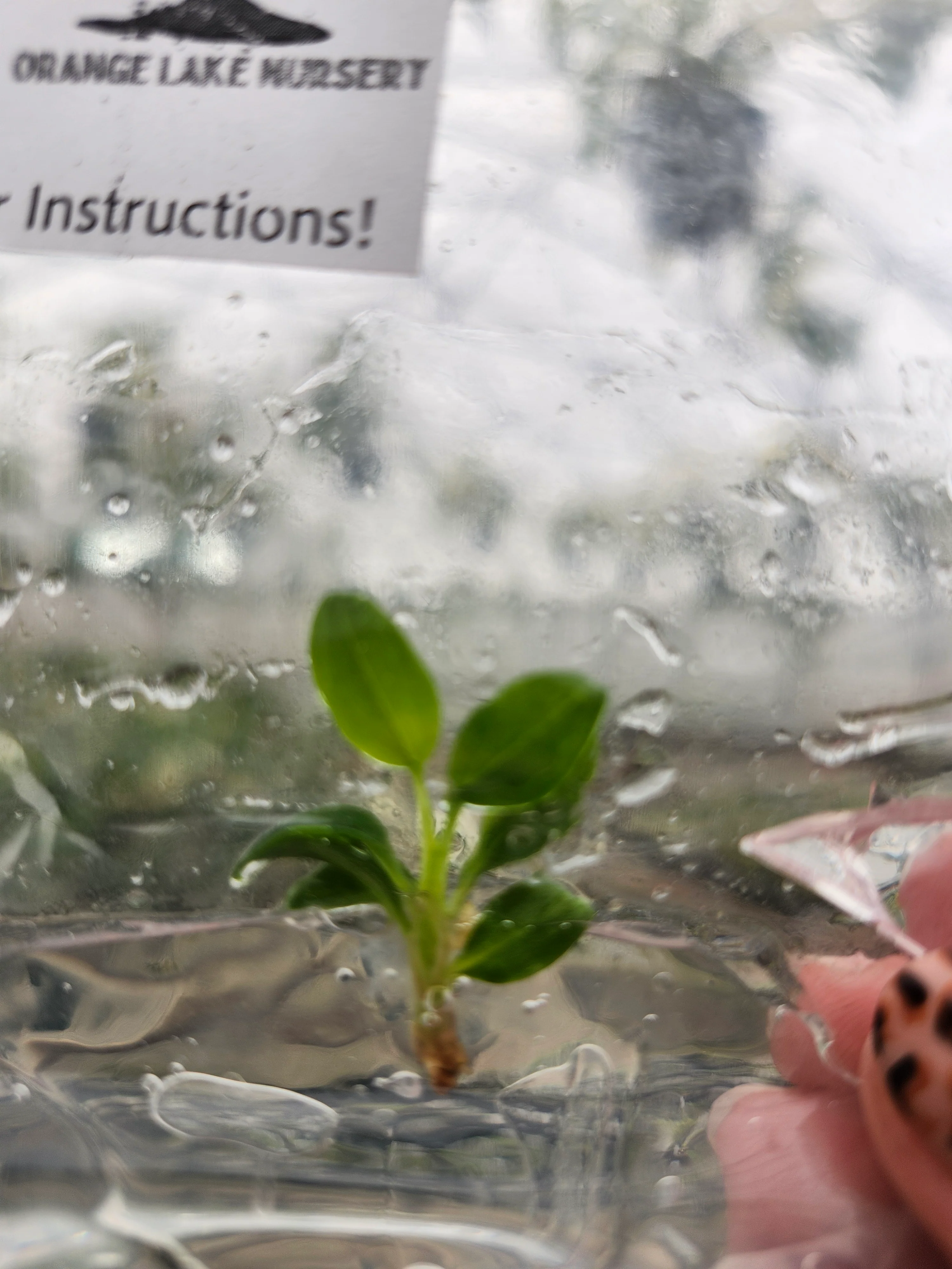 Philodendron Majestic Tissue Culture - Image 3