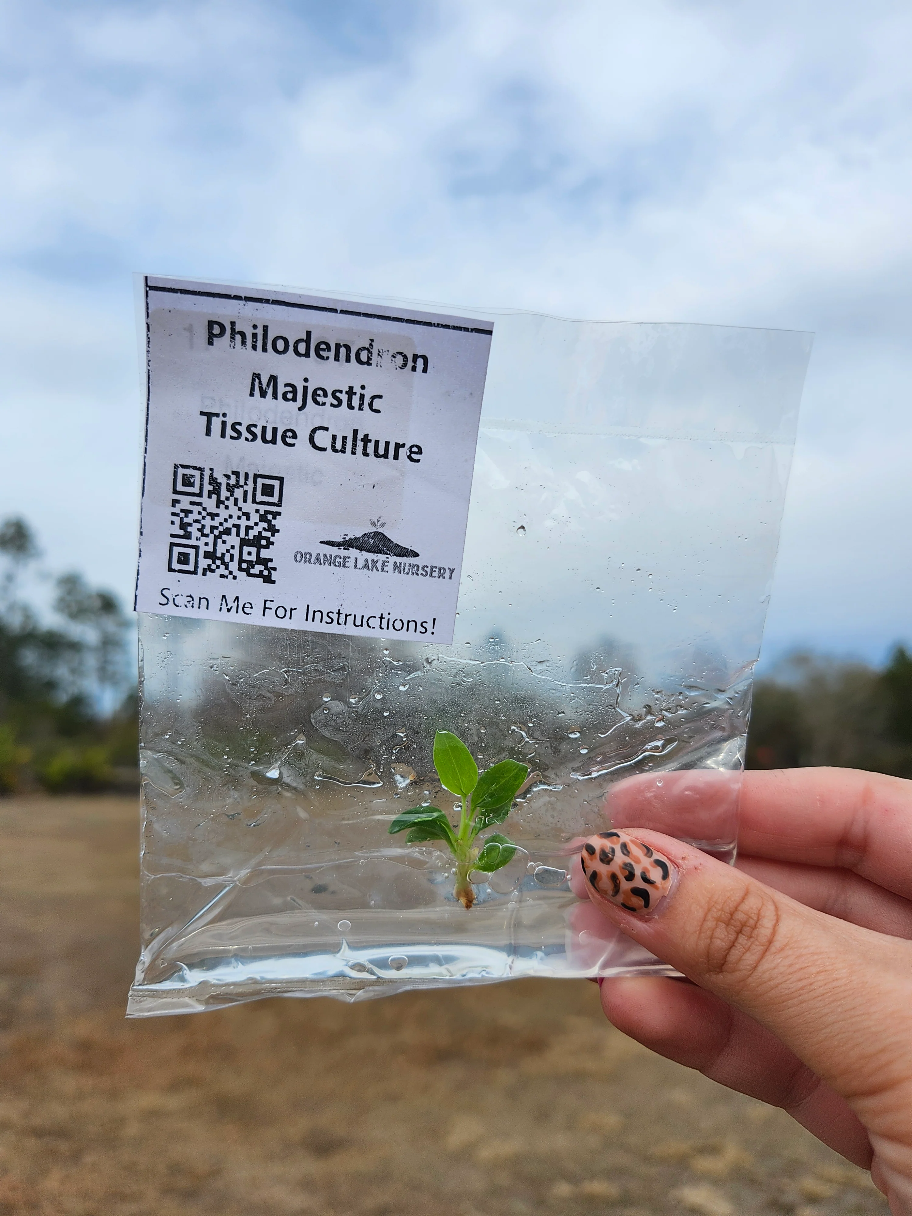 Philodendron Majestic Tissue Culture - Image 4