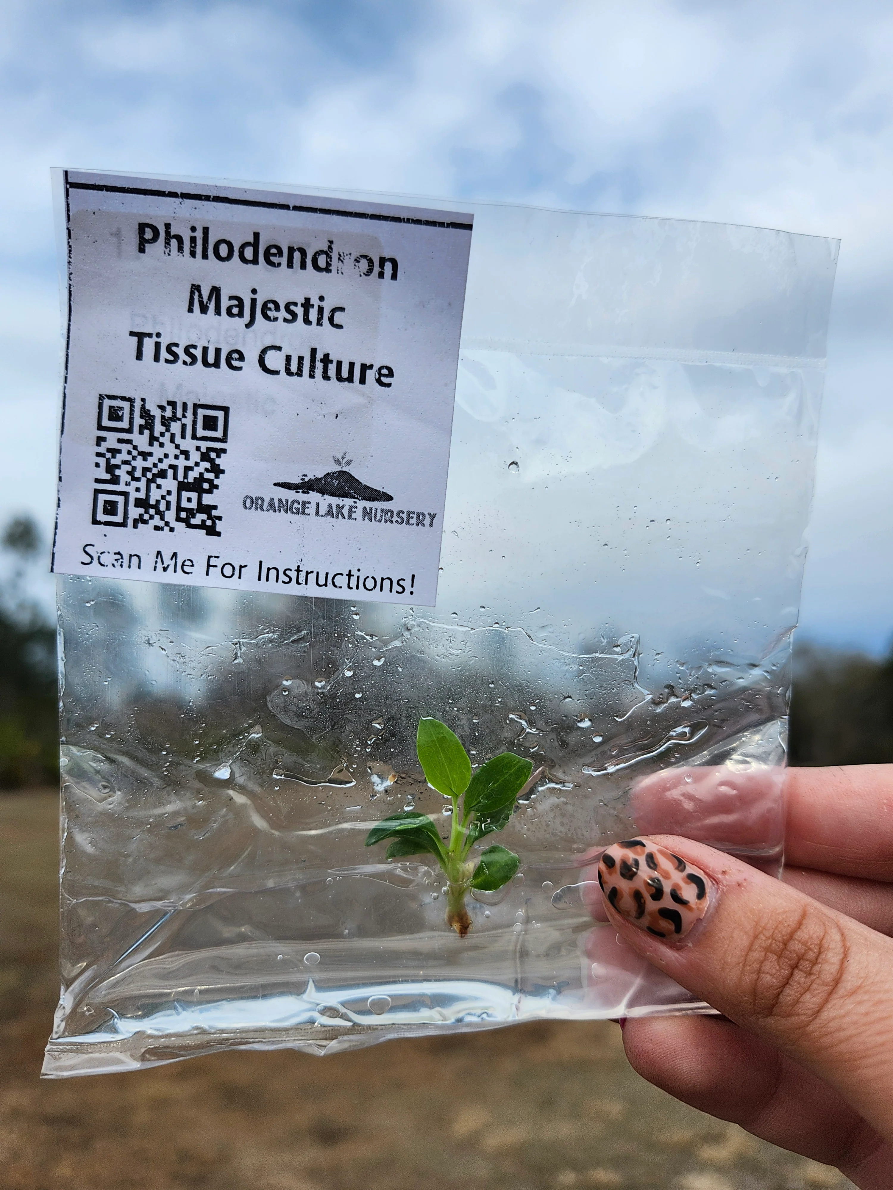 Philodendron Majestic Tissue Culture - Image 6