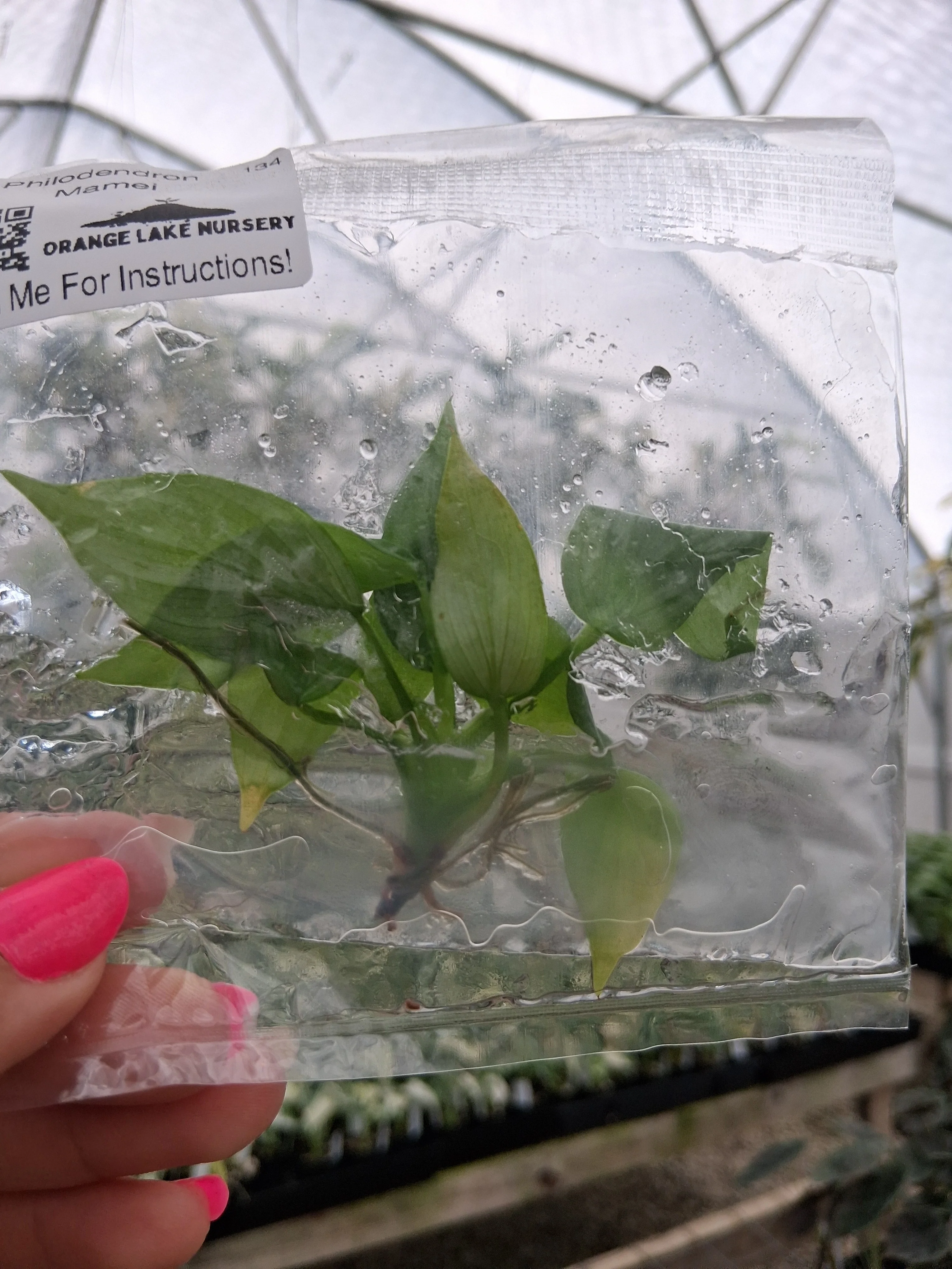 Philodendron Mamei Tissue Culture - Image 2