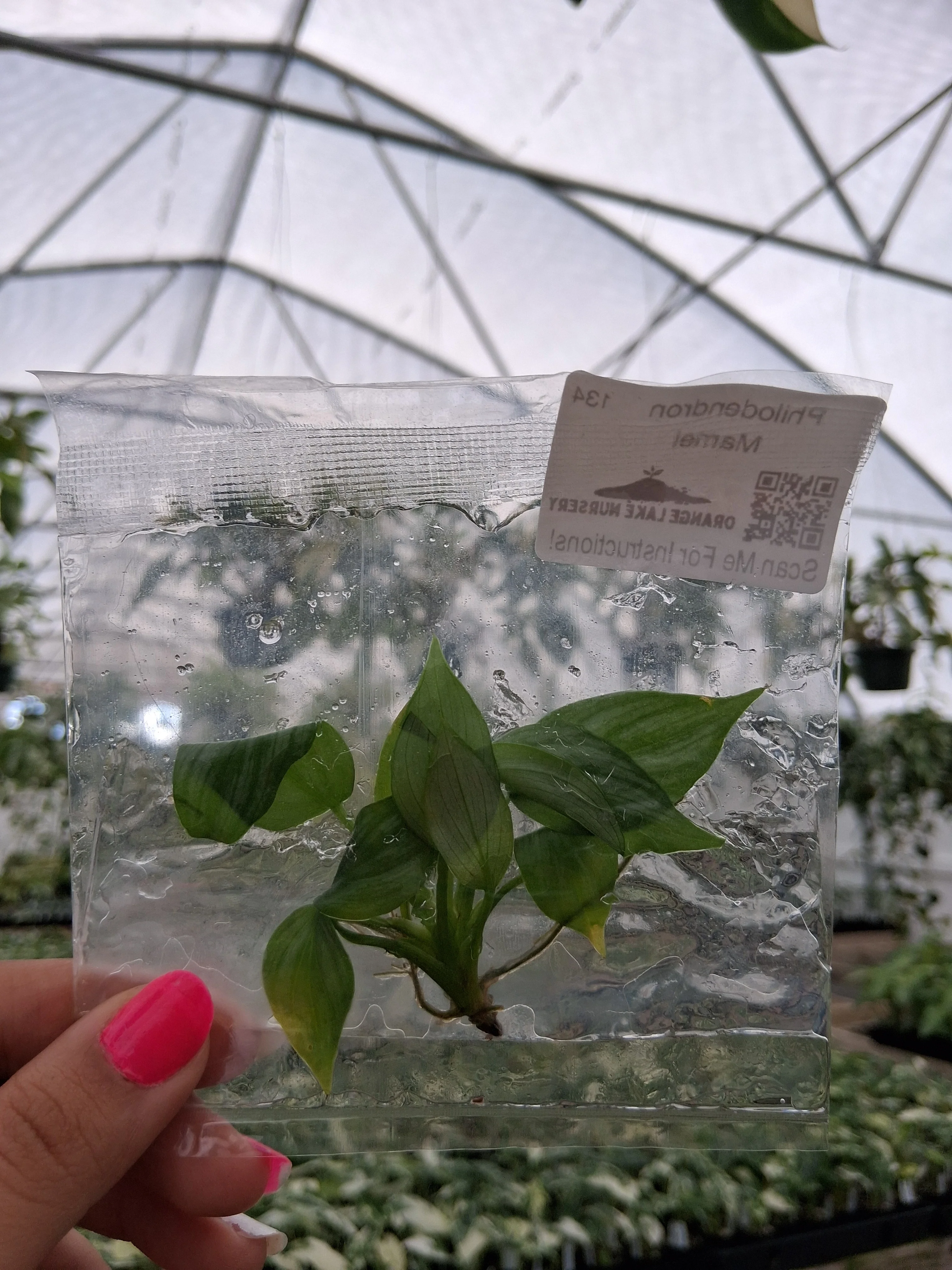Philodendron Mamei Tissue Culture - Image 3