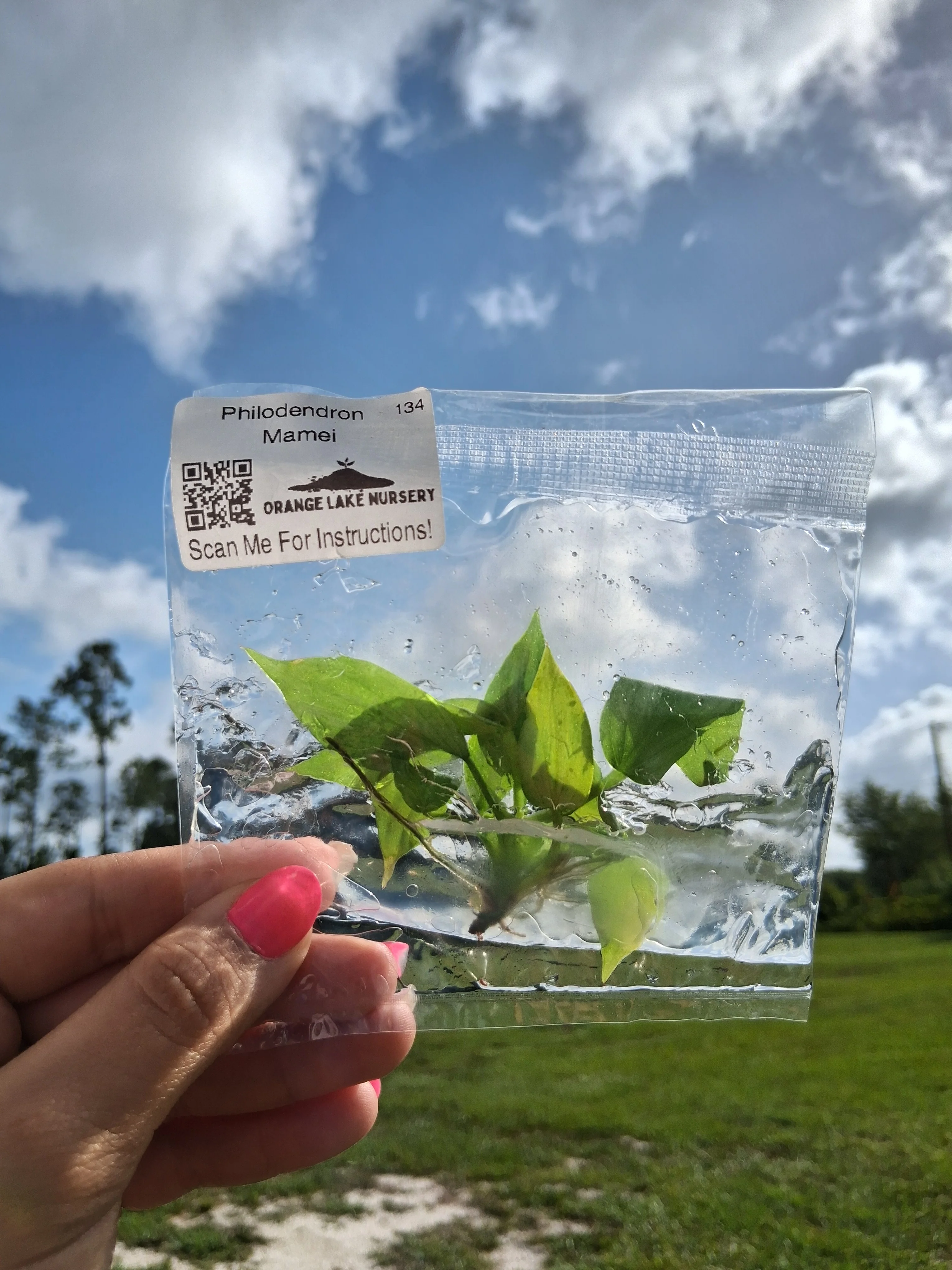 Philodendron Mamei Tissue Culture - Image 4