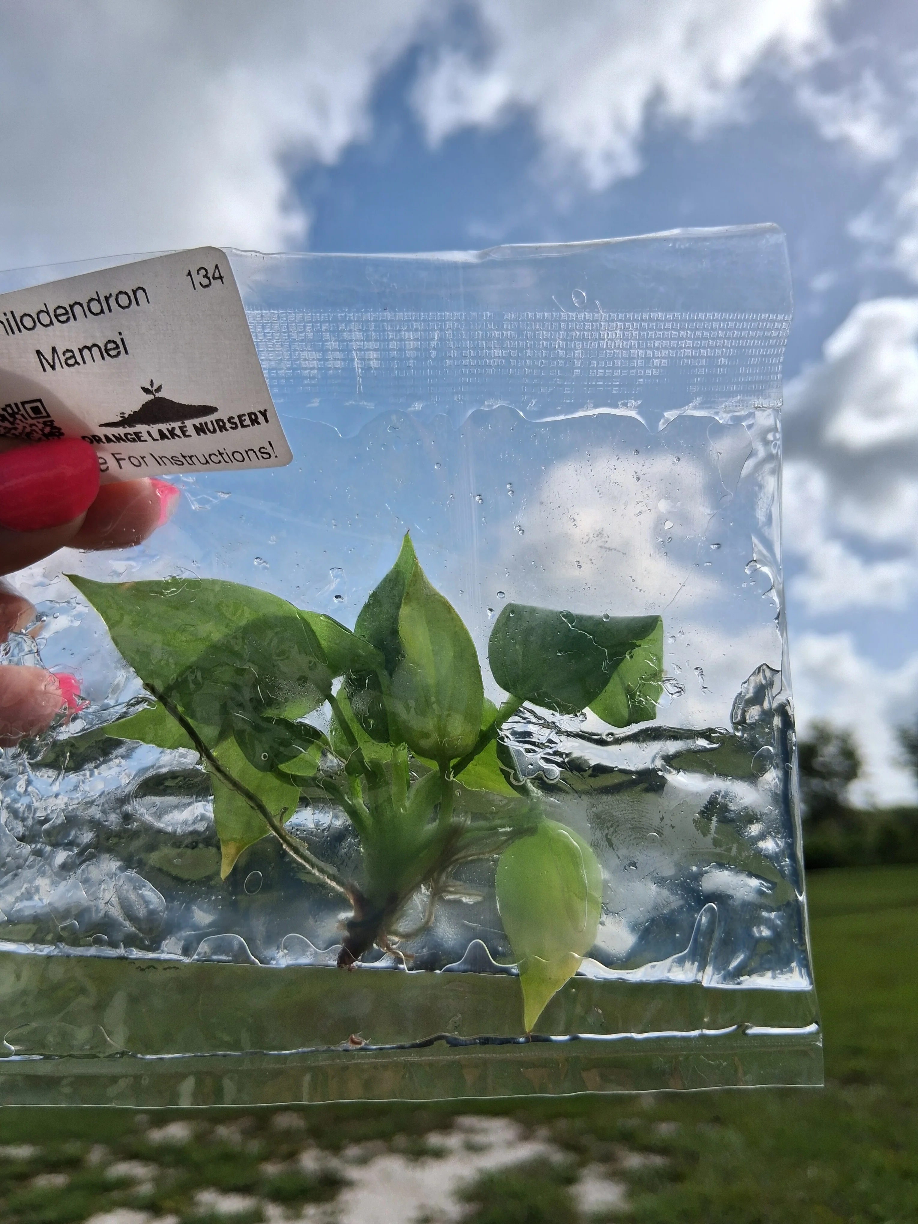 Philodendron Mamei Tissue Culture - Image 5
