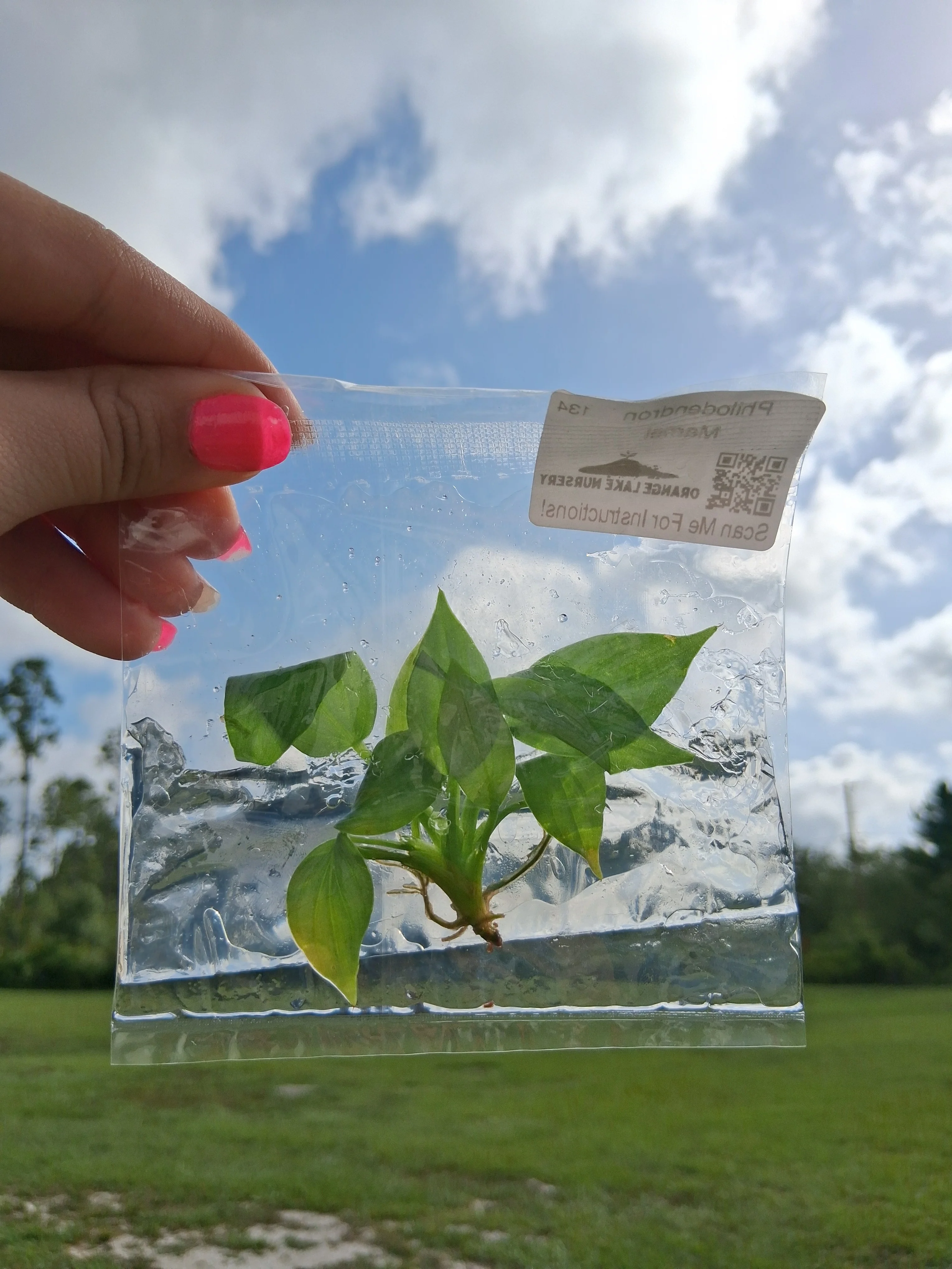 Philodendron Mamei Tissue Culture - Image 6