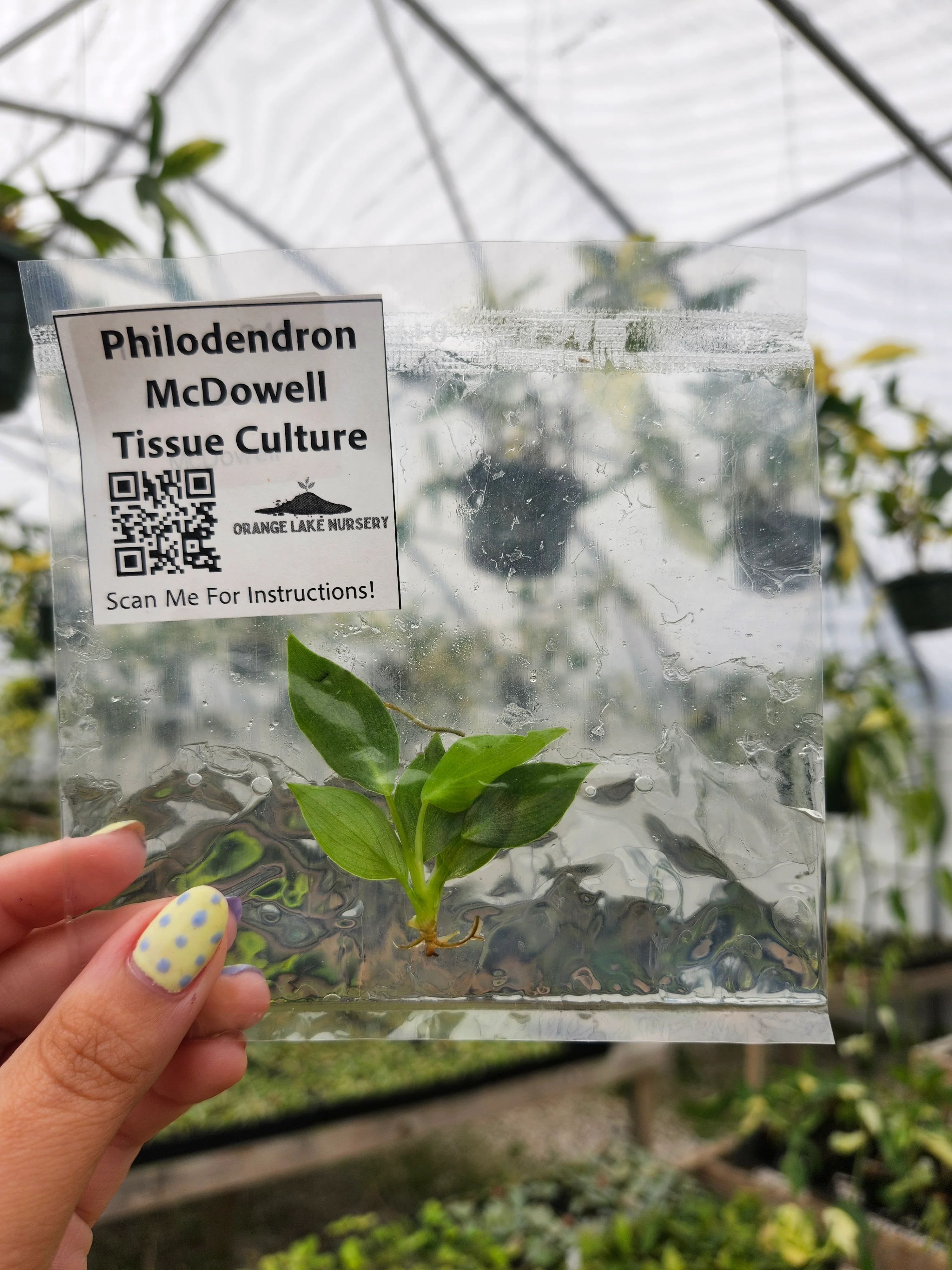 Philodendron McDowell Tissue Culture