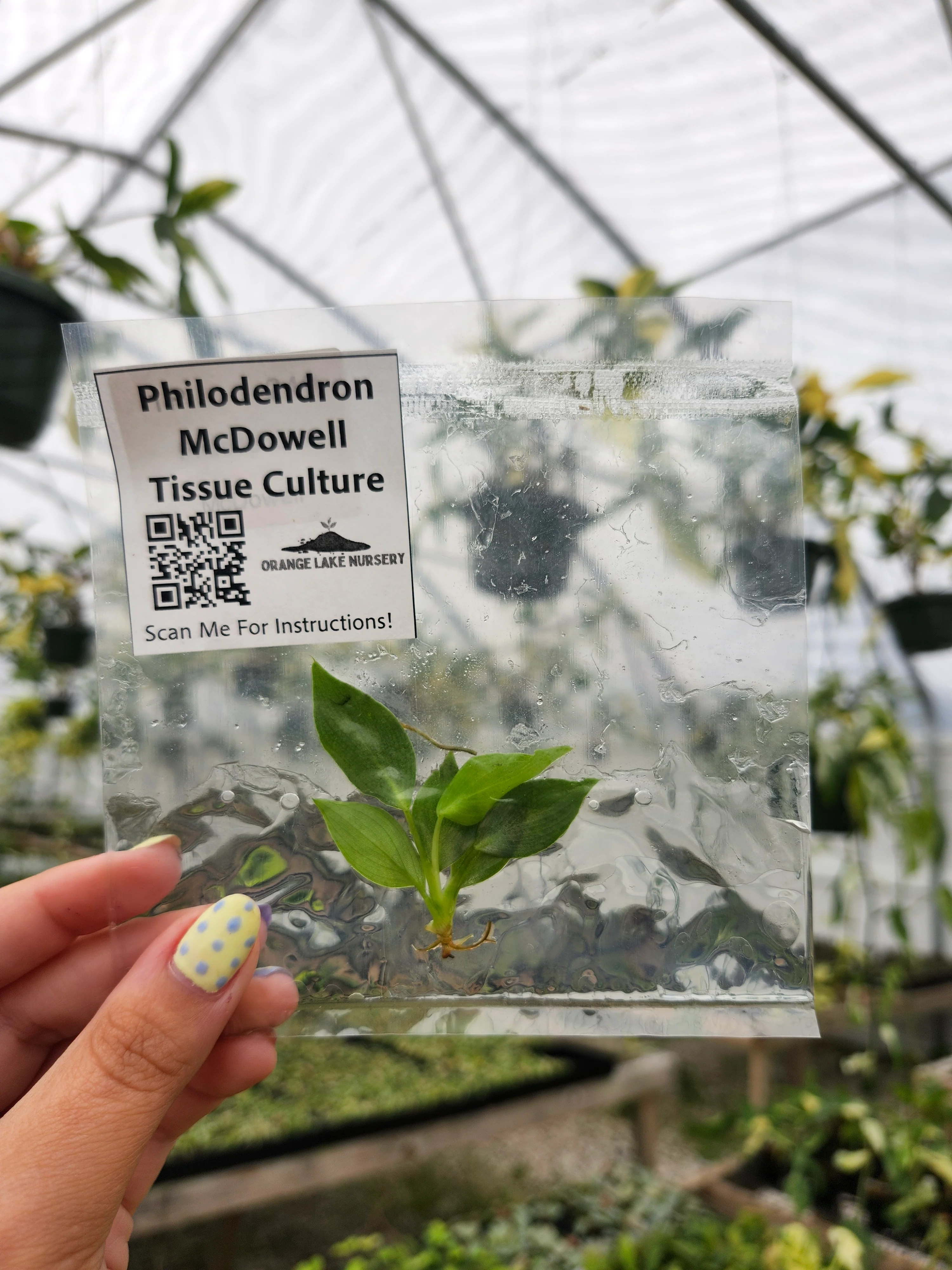 Philodendron McDowell Tissue Culture - Image 4