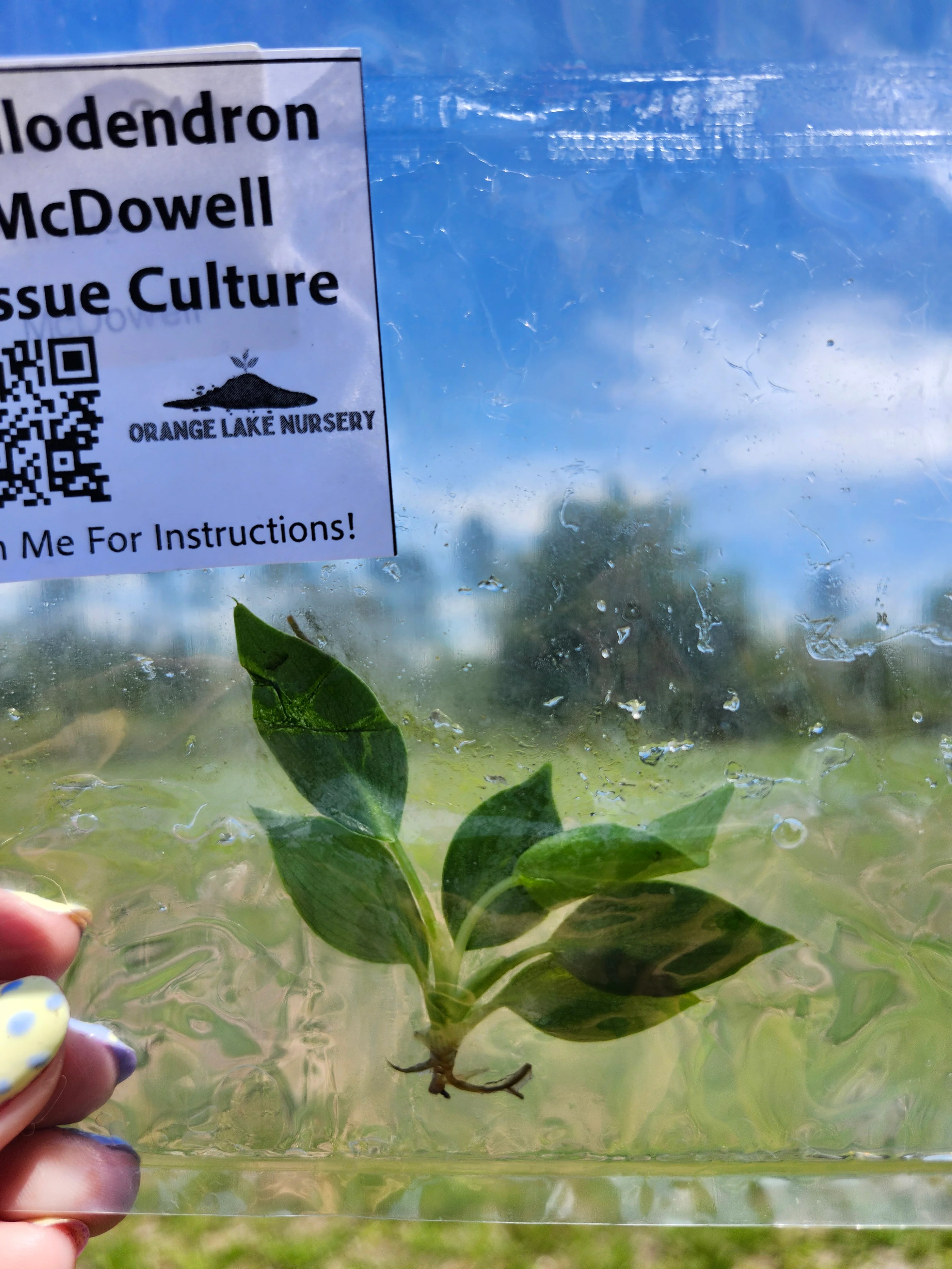 Philodendron McDowell Tissue Culture - Image 6