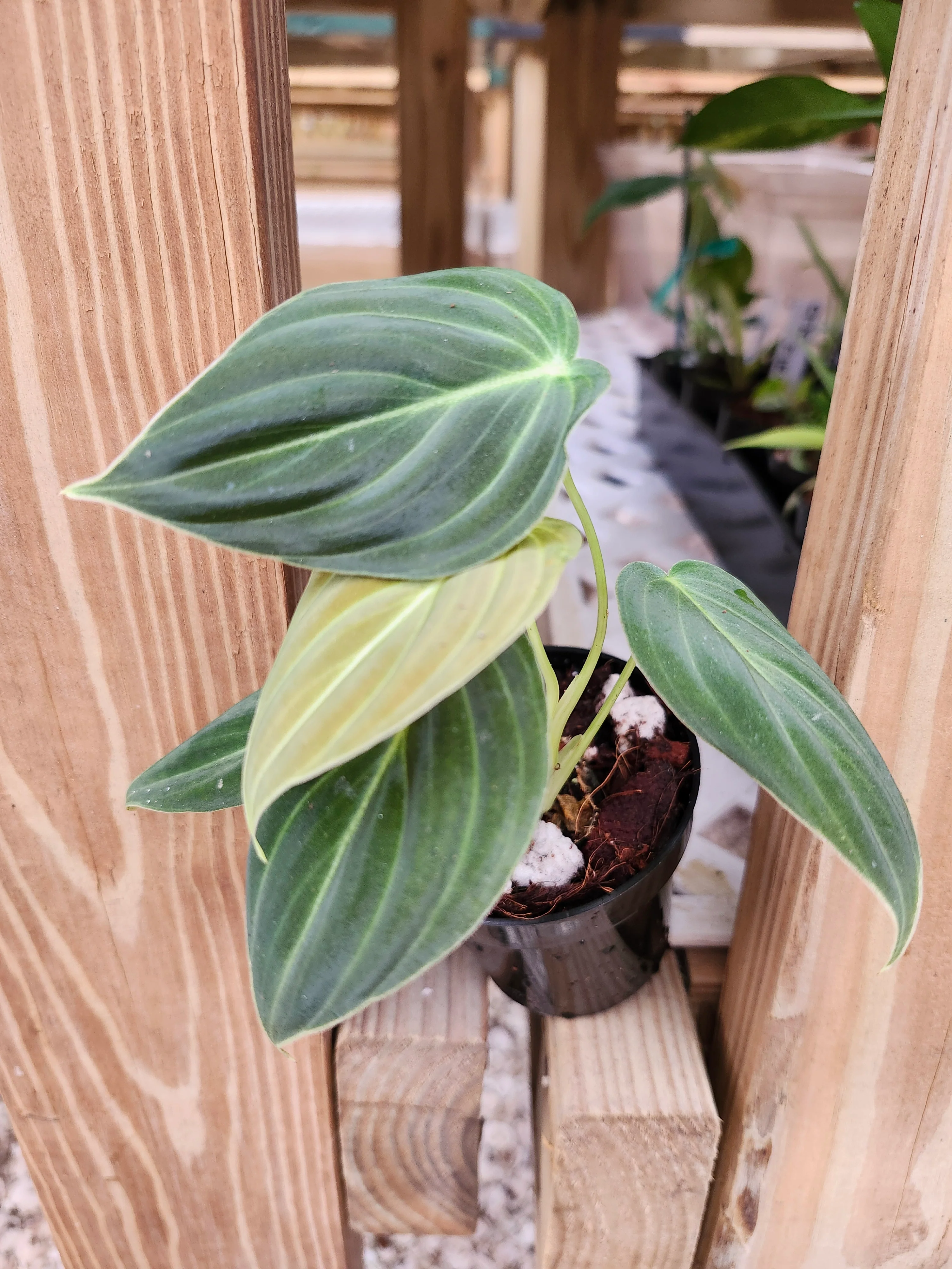 Philodendron Melanochrysum