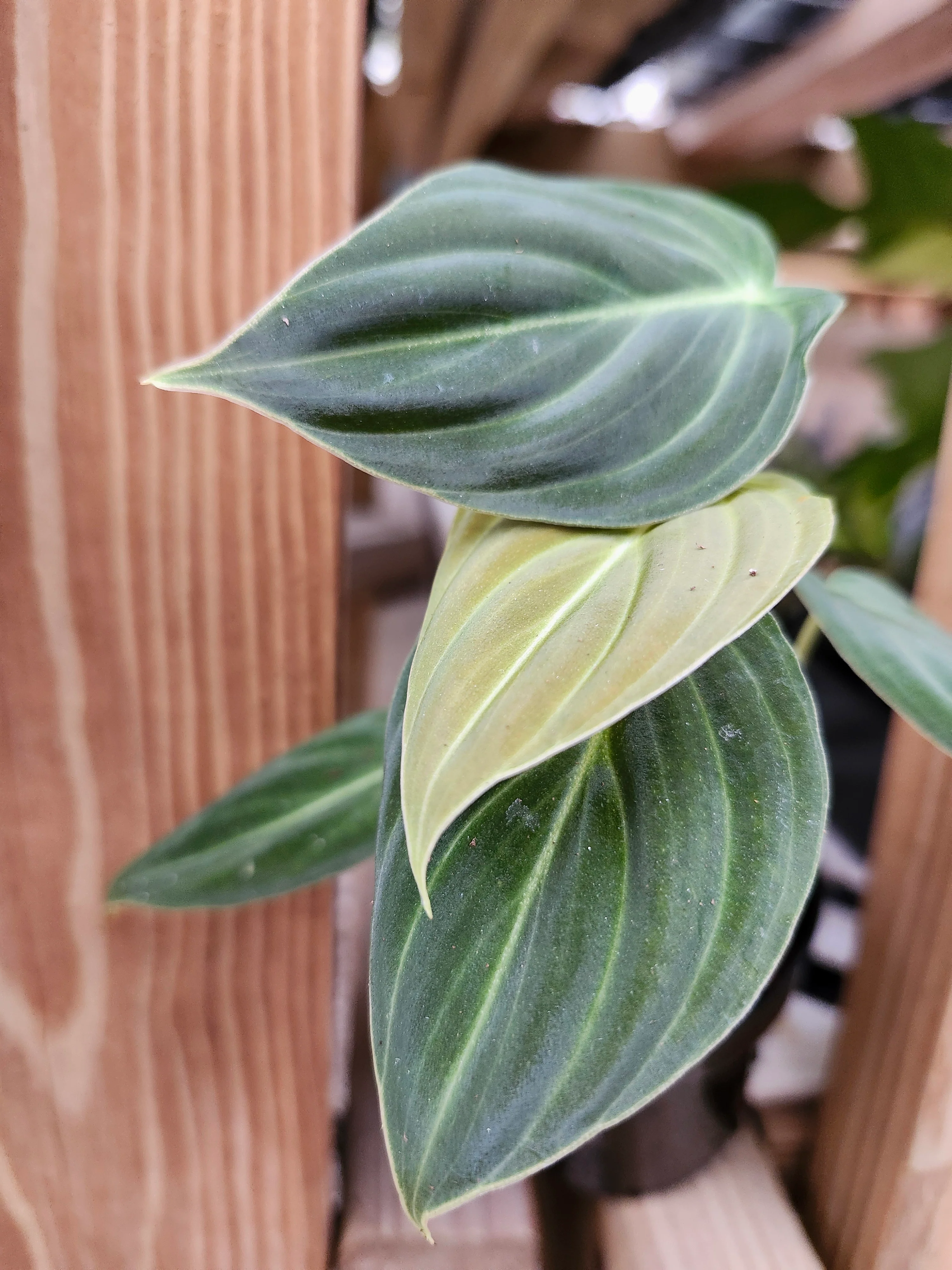 Philodendron Melanochrysum - Image 10