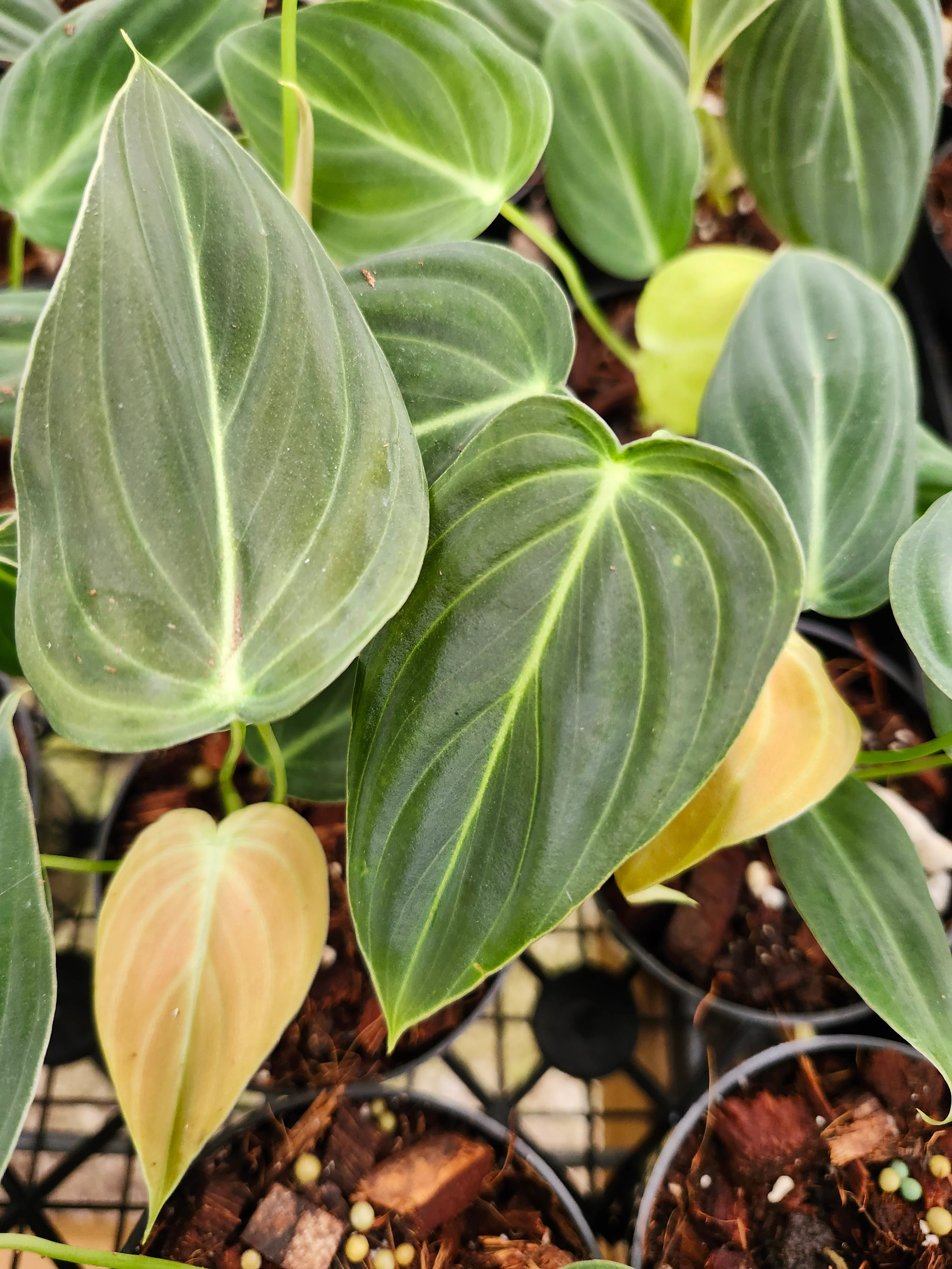 Philodendron Melanochrysum - Image 11