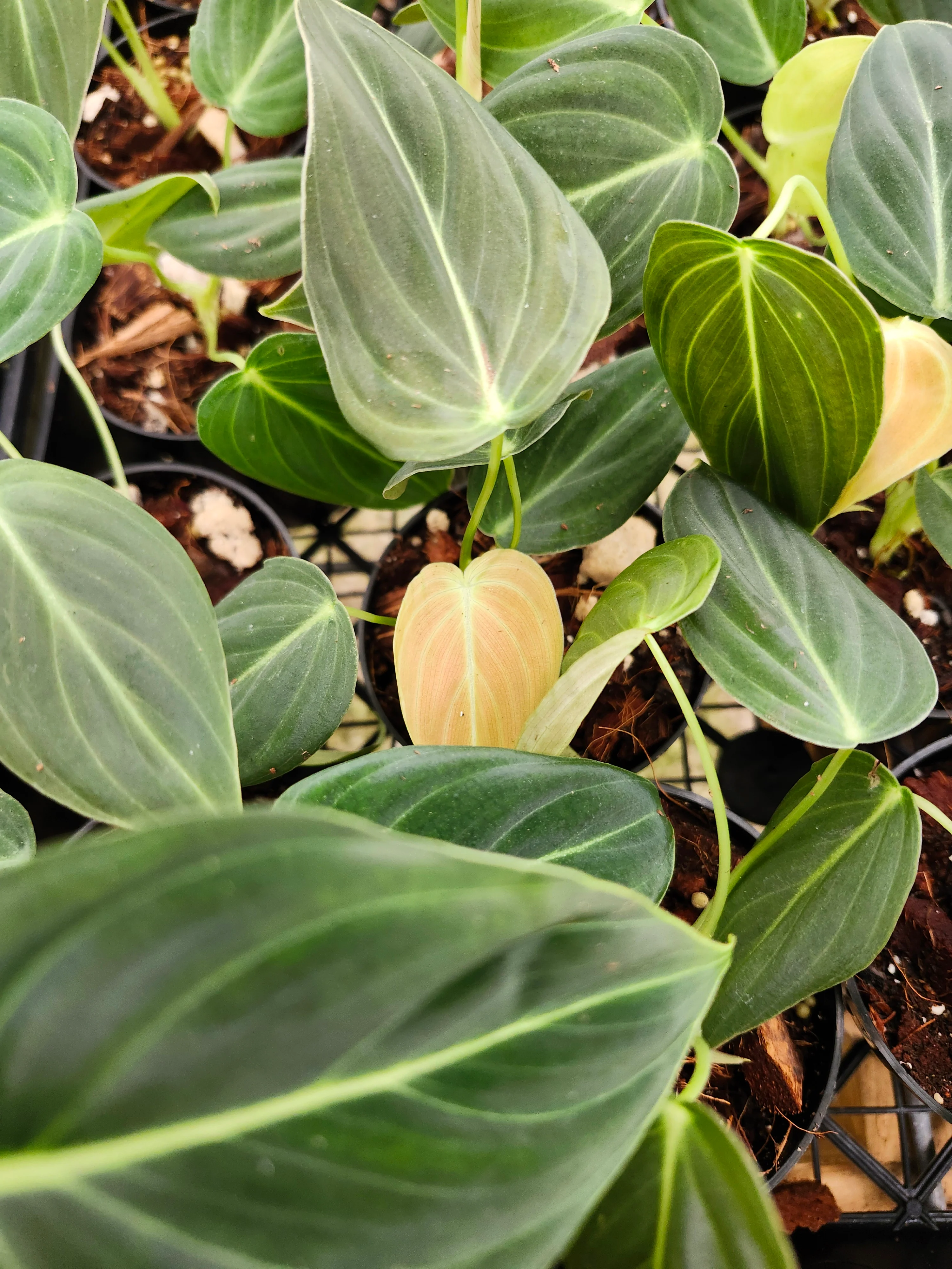 Philodendron Melanochrysum - Image 2
