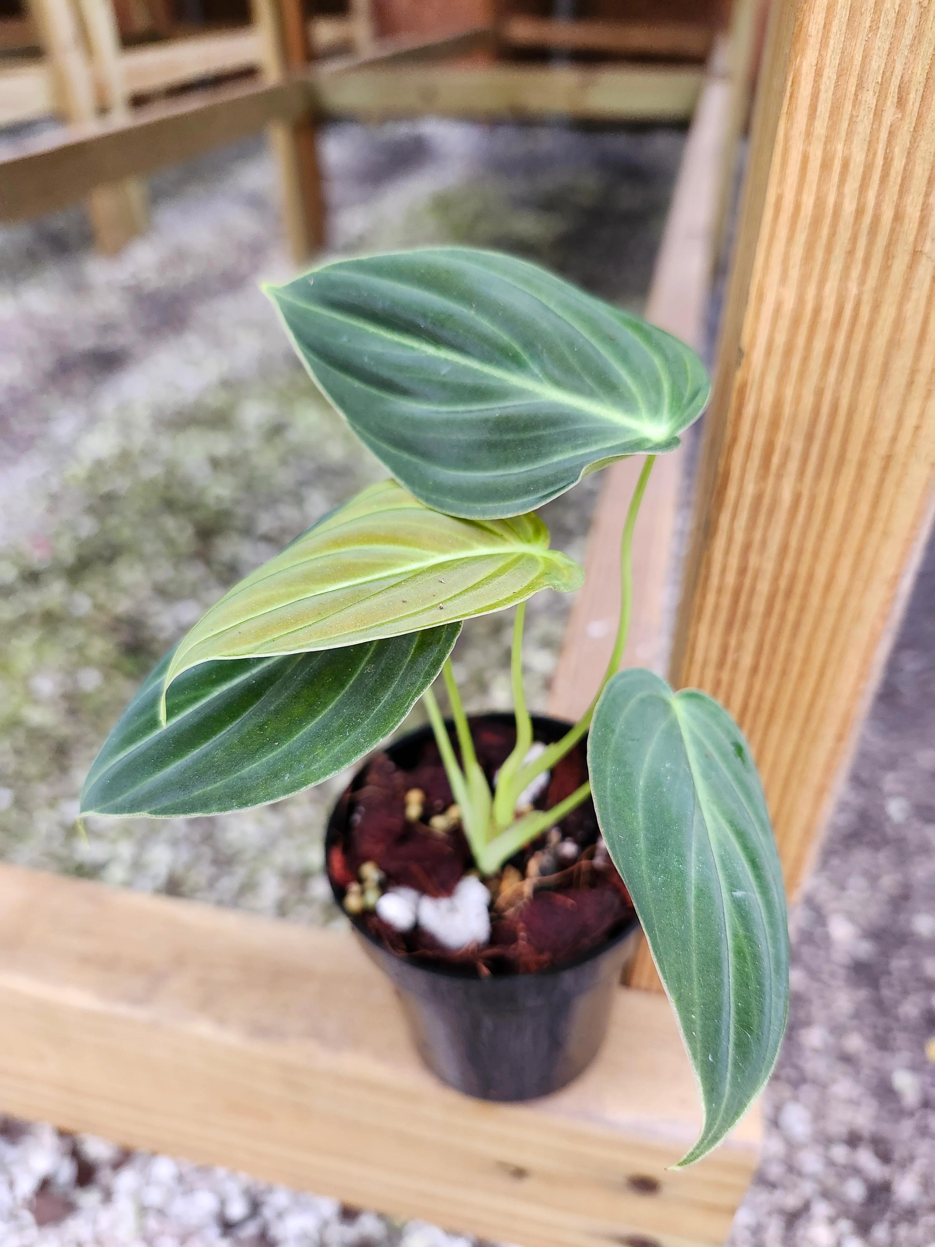 Philodendron Melanochrysum - Image 3