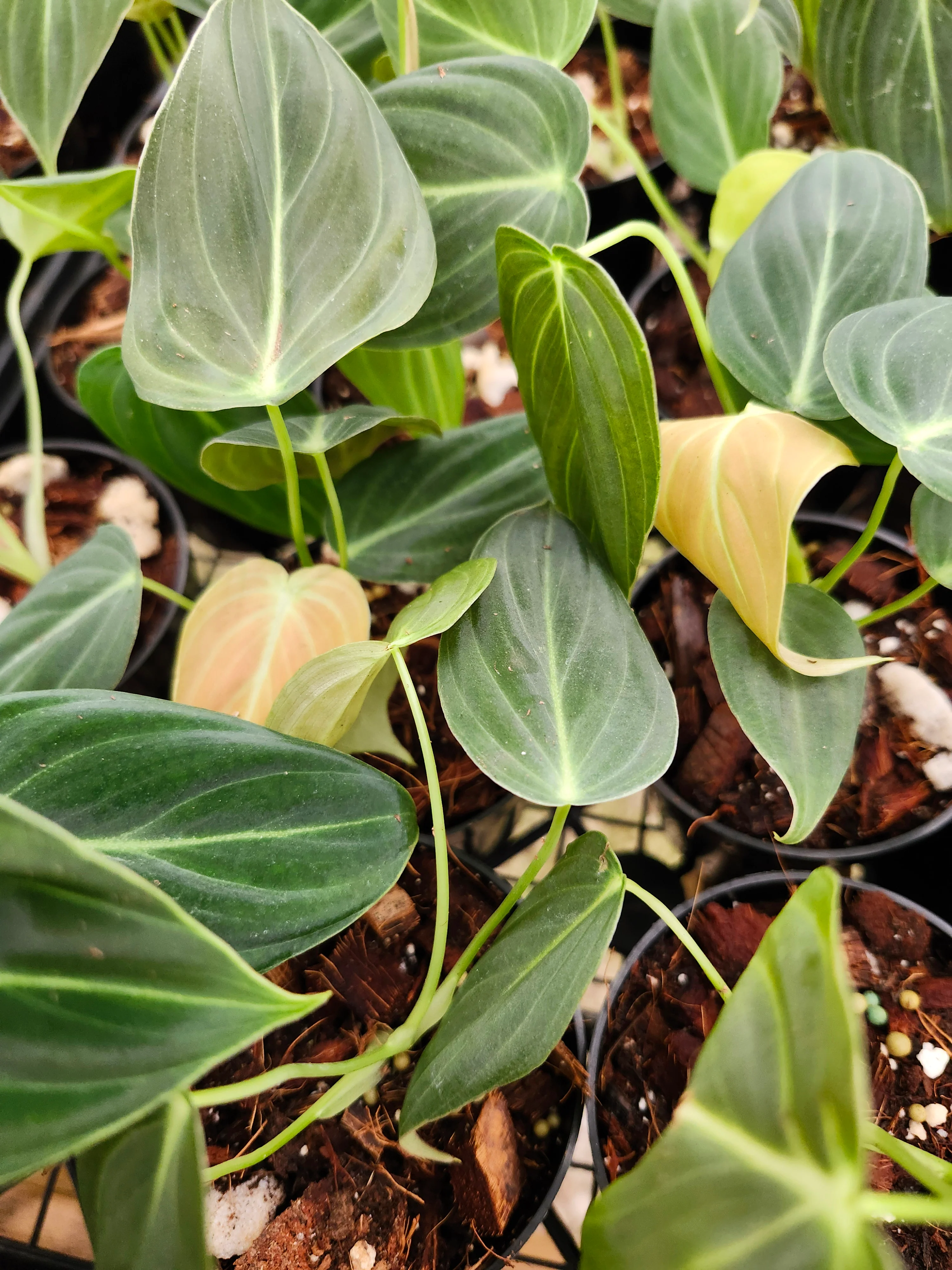 Philodendron Melanochrysum - Image 4
