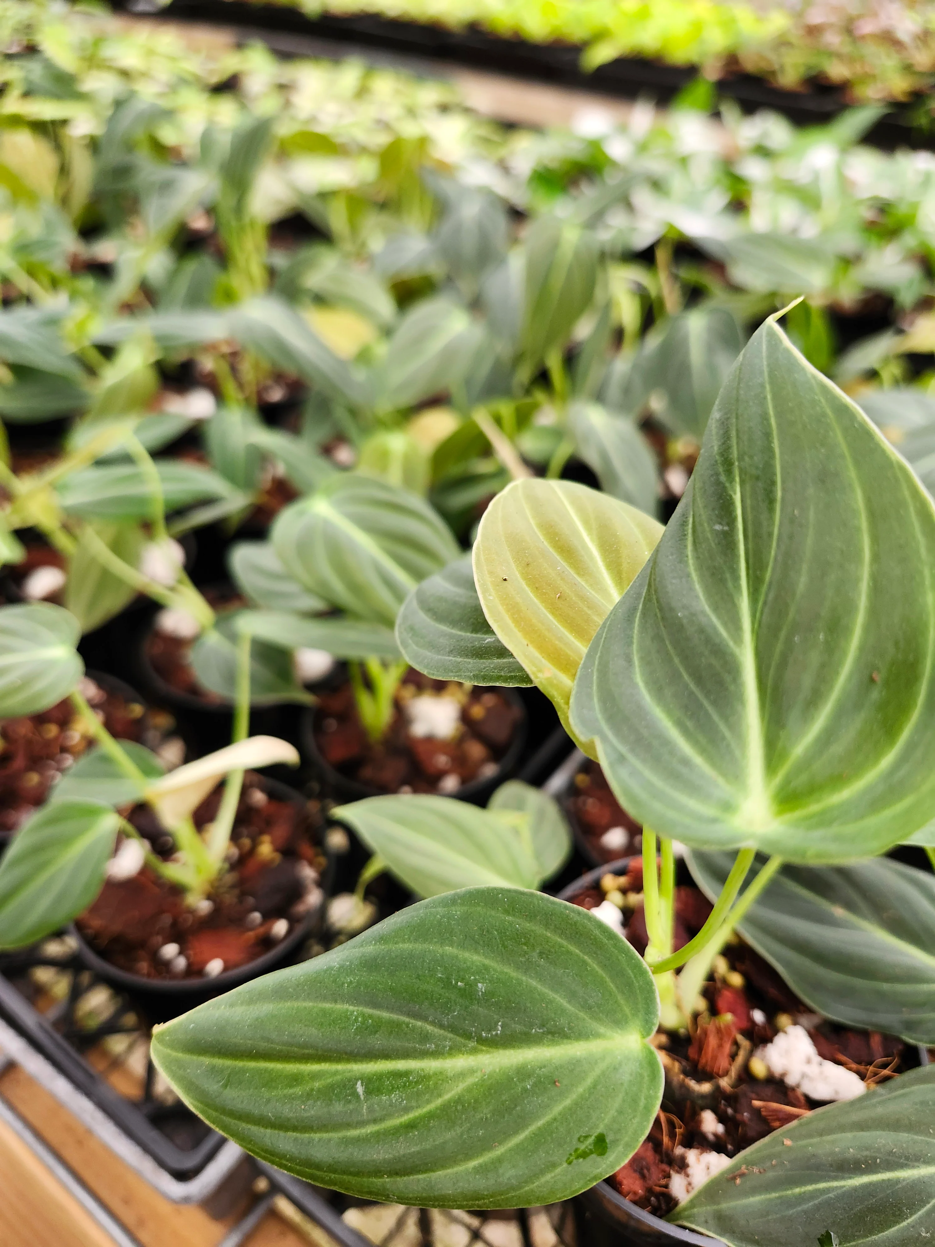 Philodendron Melanochrysum - Image 5