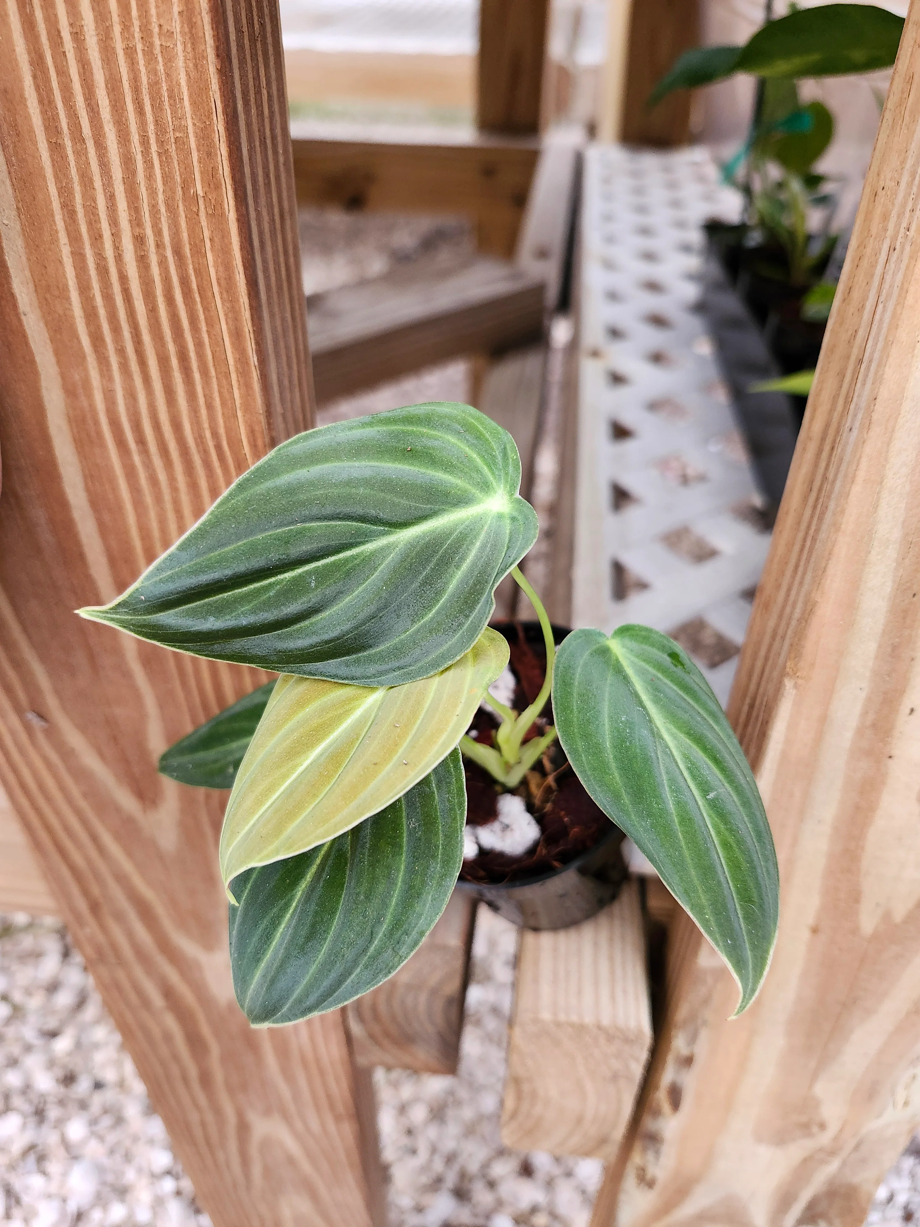 Philodendron Melanochrysum - Image 6