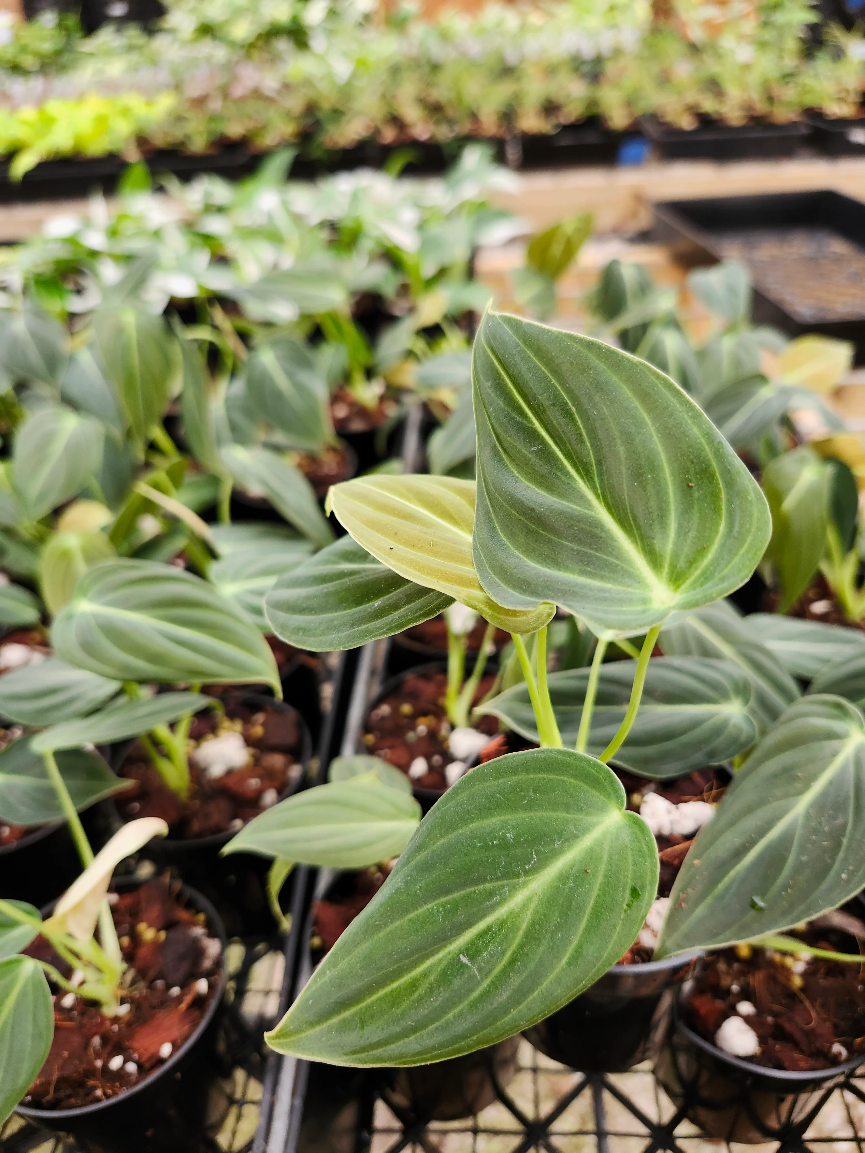 Philodendron Melanochrysum - Image 7