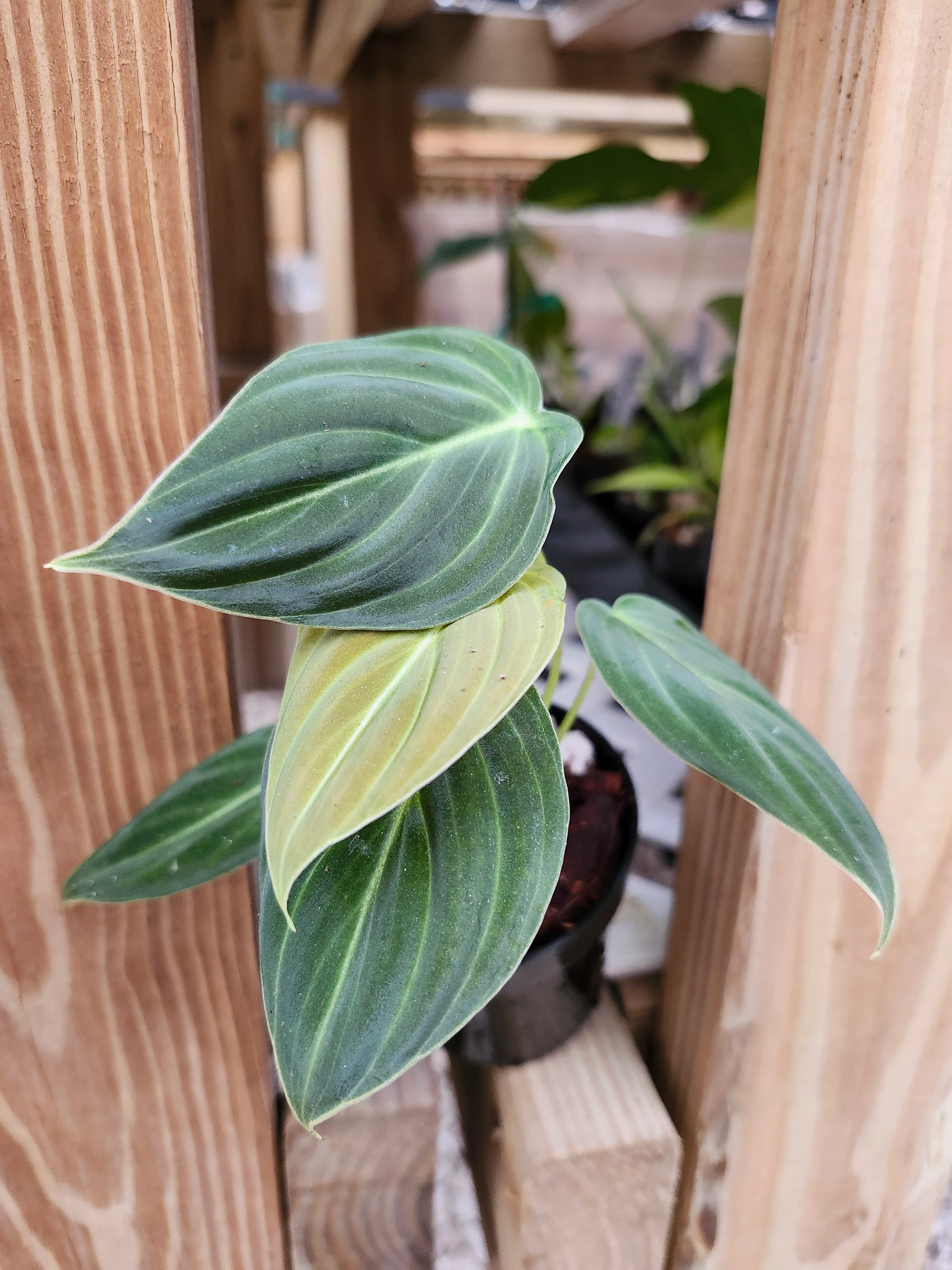 Philodendron Melanochrysum - Image 8