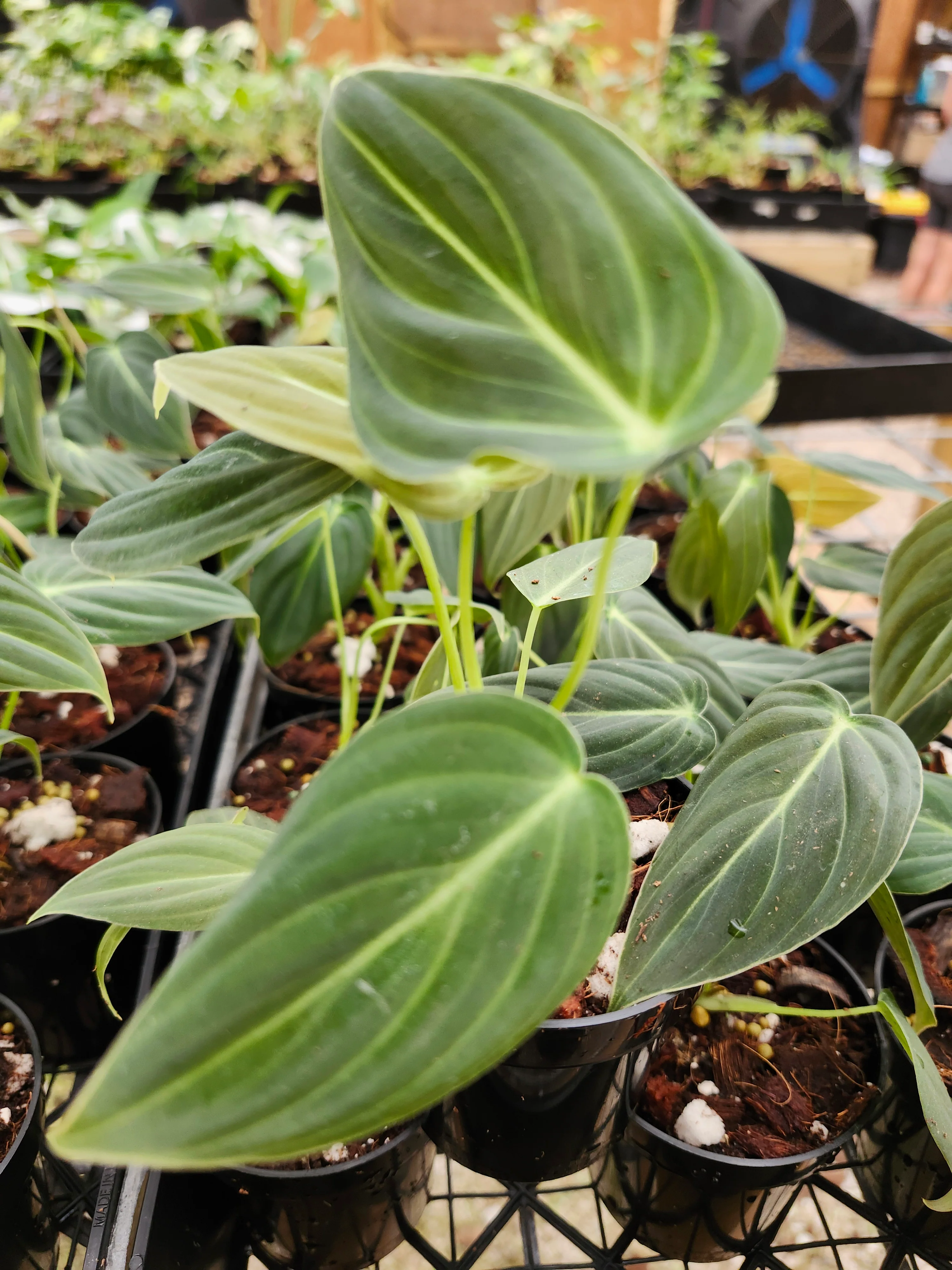 Philodendron Melanochrysum - Image 9