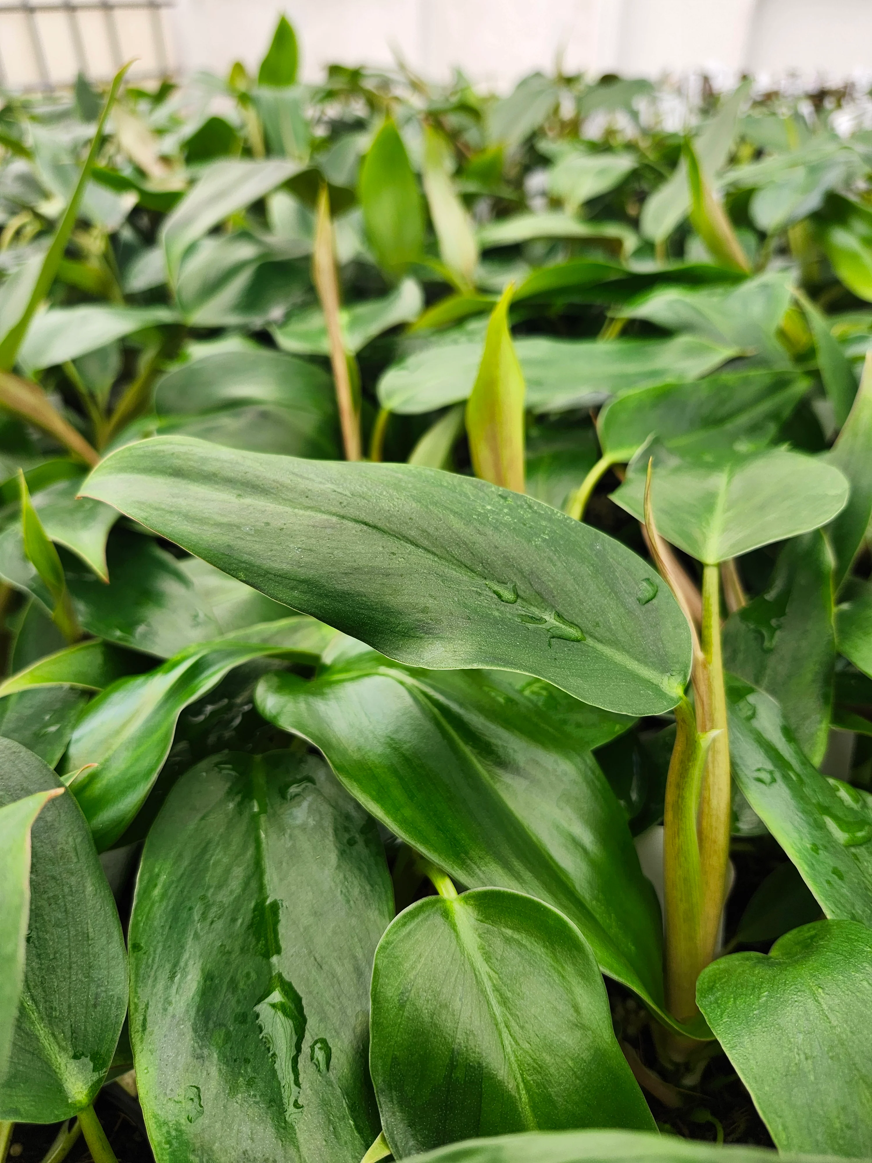 Philodendron Mexicanum (3in)-Growers Choice - Image 3