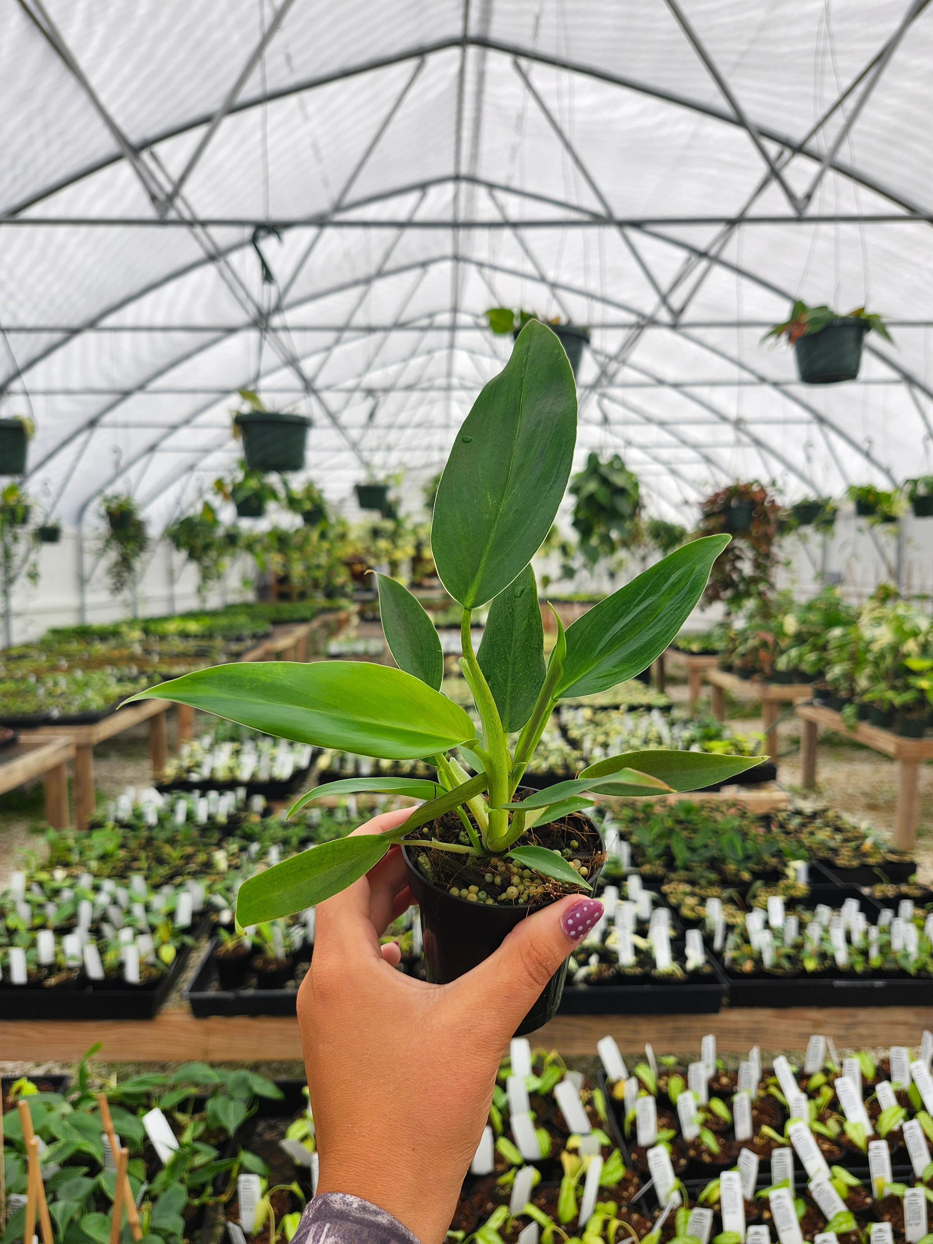 Philodendron Mexicanum (3in)-Growers Choice - Image 4